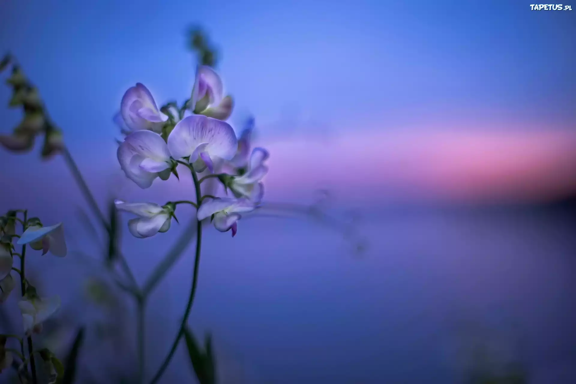 Kwiatek, Pachnący groszek, Bokeh