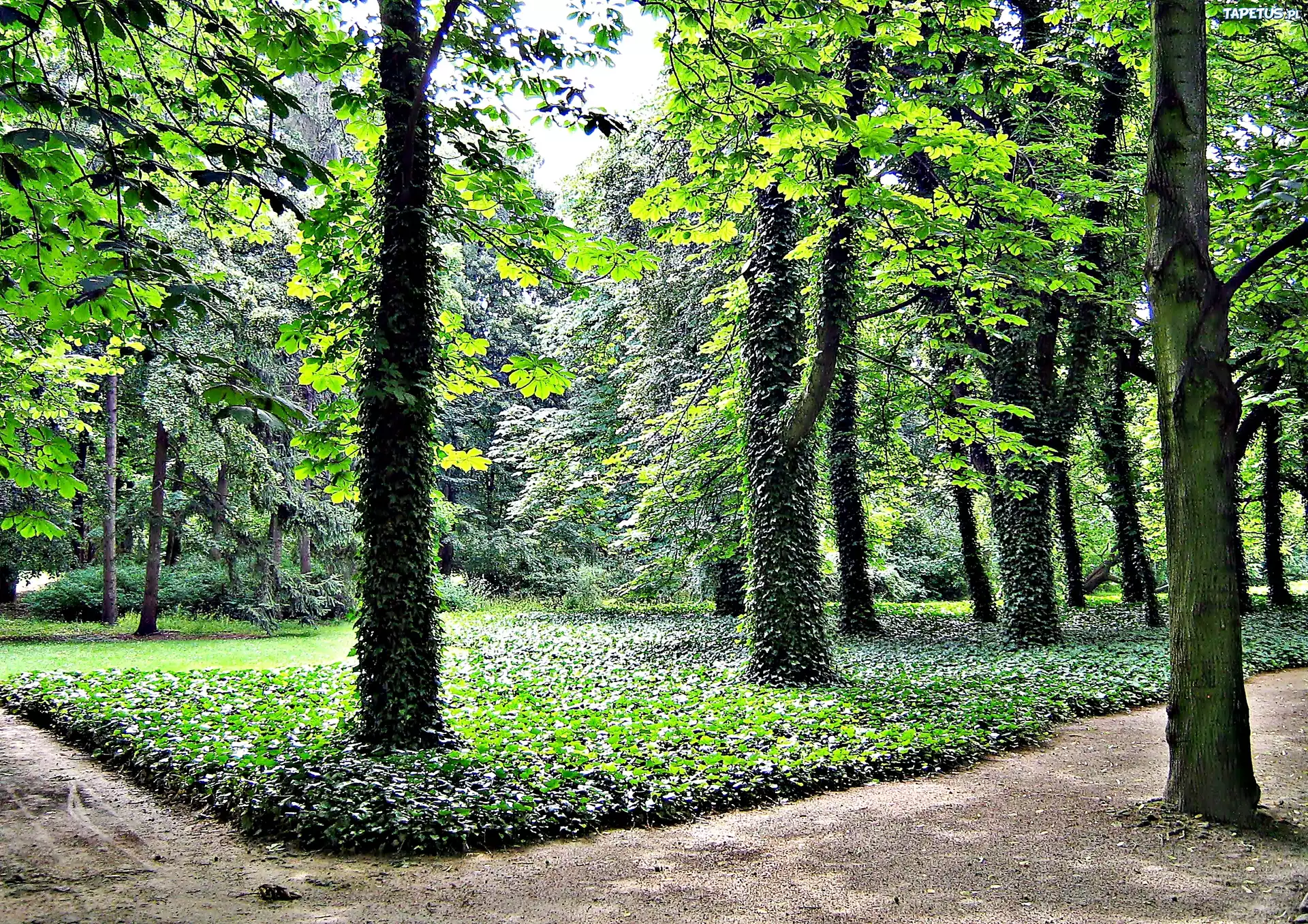 Park, Drzewa, Ścieżka