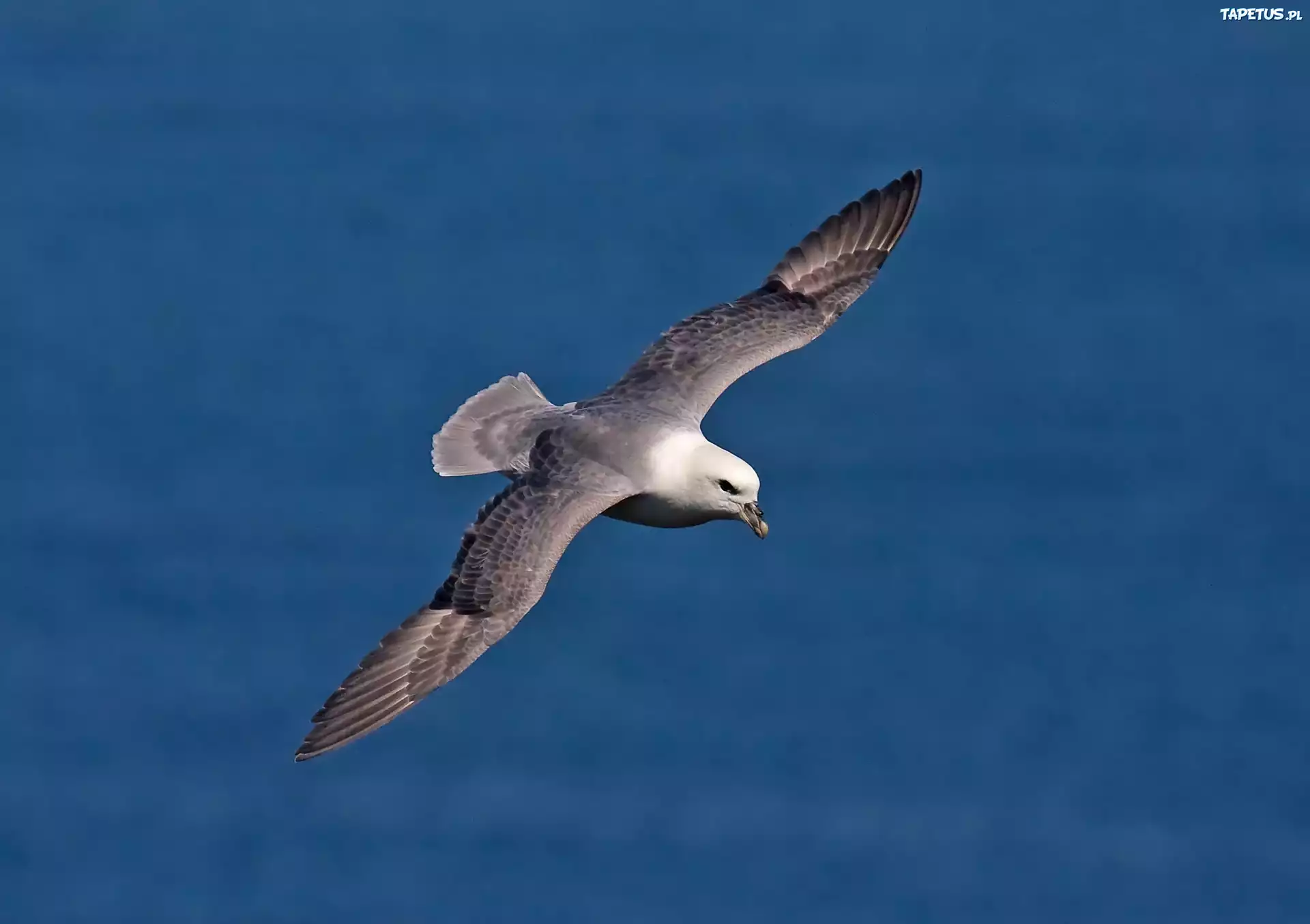 Morze, Ptak, Fulmar, Lot