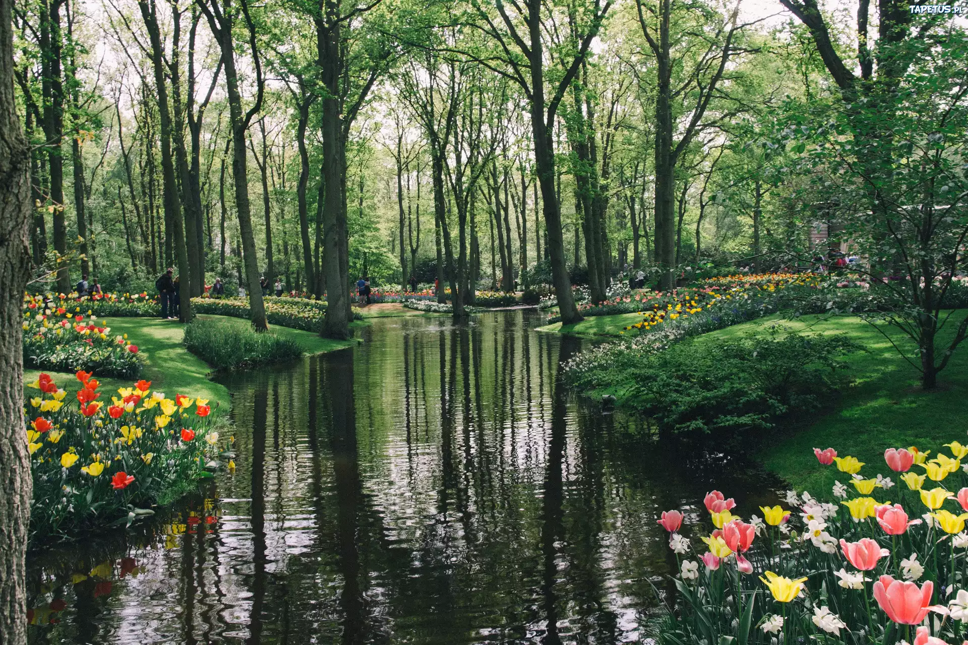Park, Rzeka, Tulipany, Drzewa, Ludzie