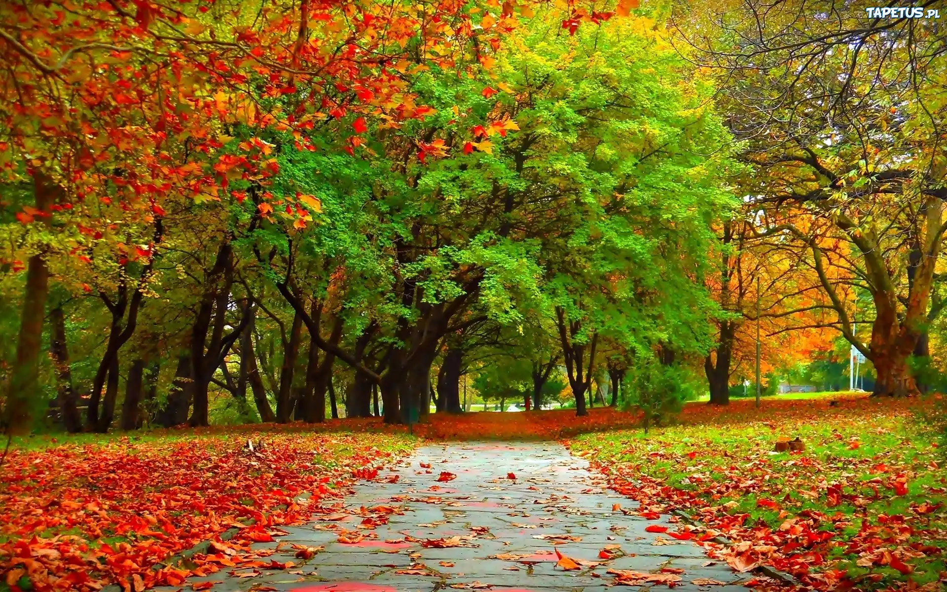 Jesień, Park, Ścieżka, Drzewa, Liście