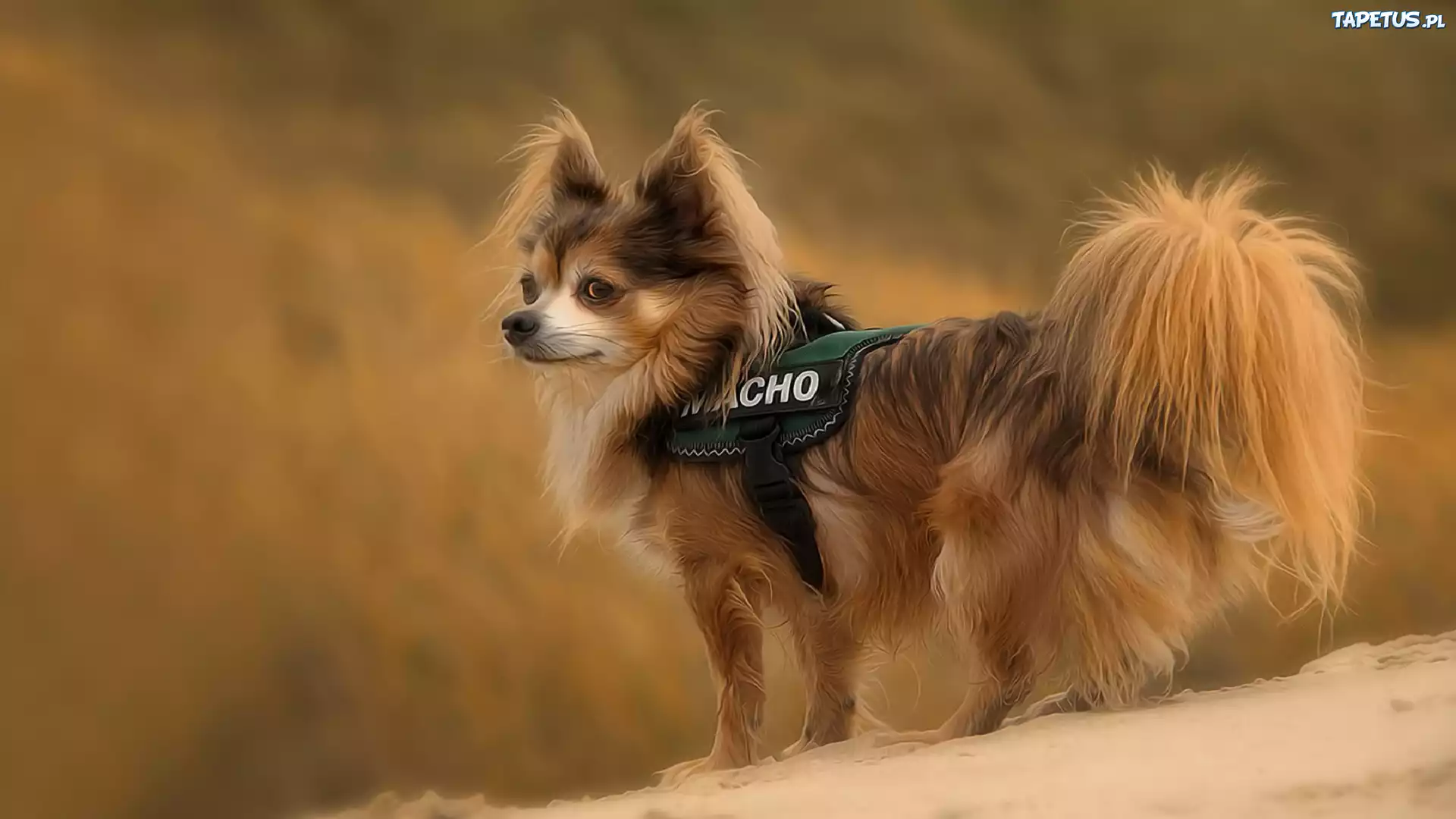 Spaniel, Papillon, Góra