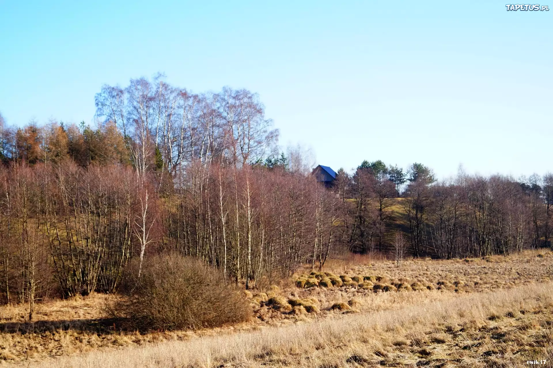 Pole, Snopki, Drzewa
