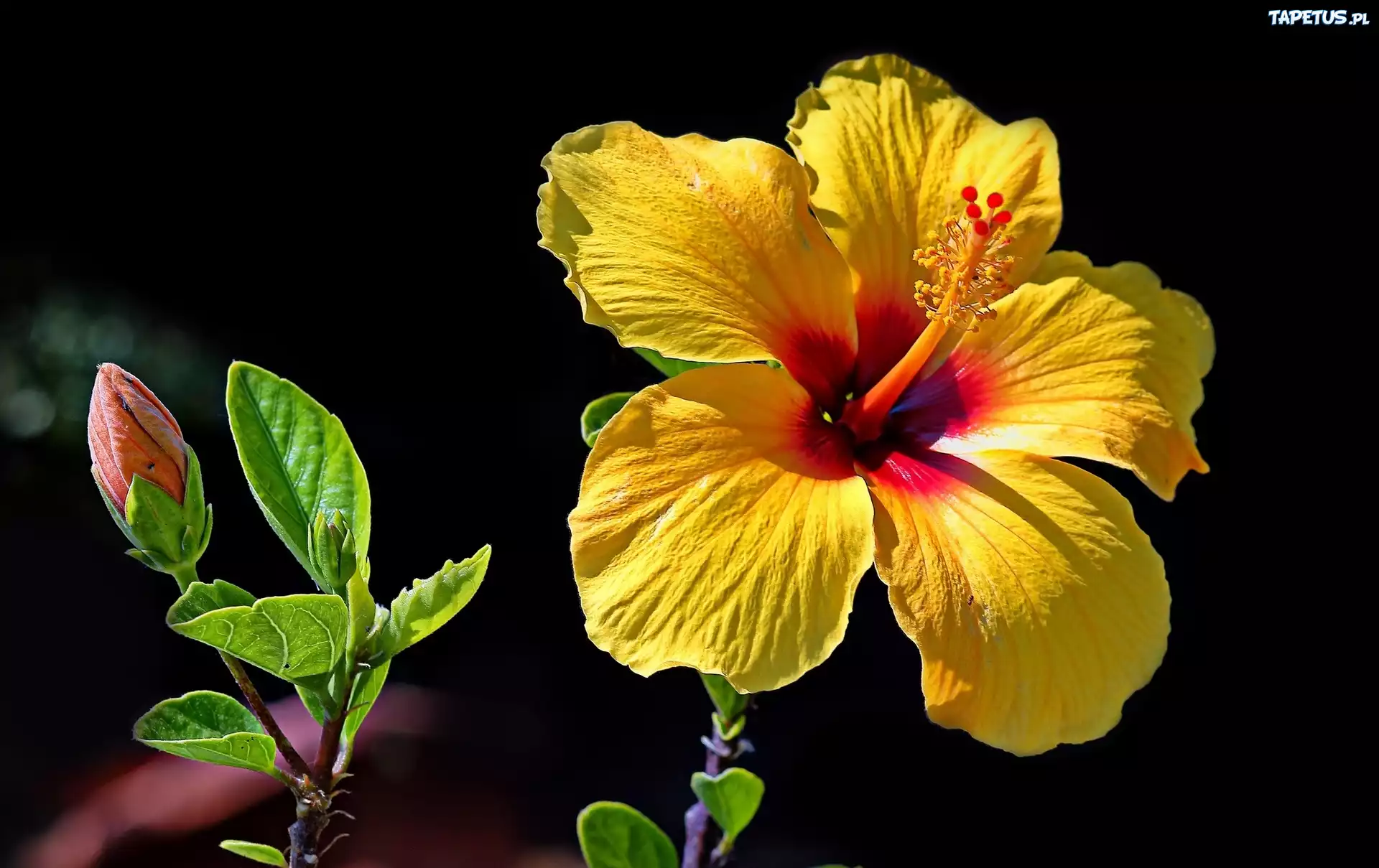 Żółty, Hibiskus, Kwiat, Pąk