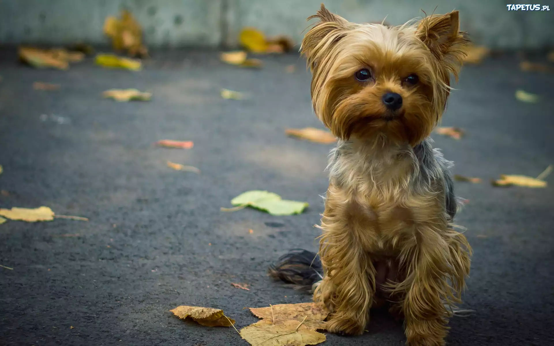 Szczeniaczek, Yorkshire Terrier, Ulica, Liście