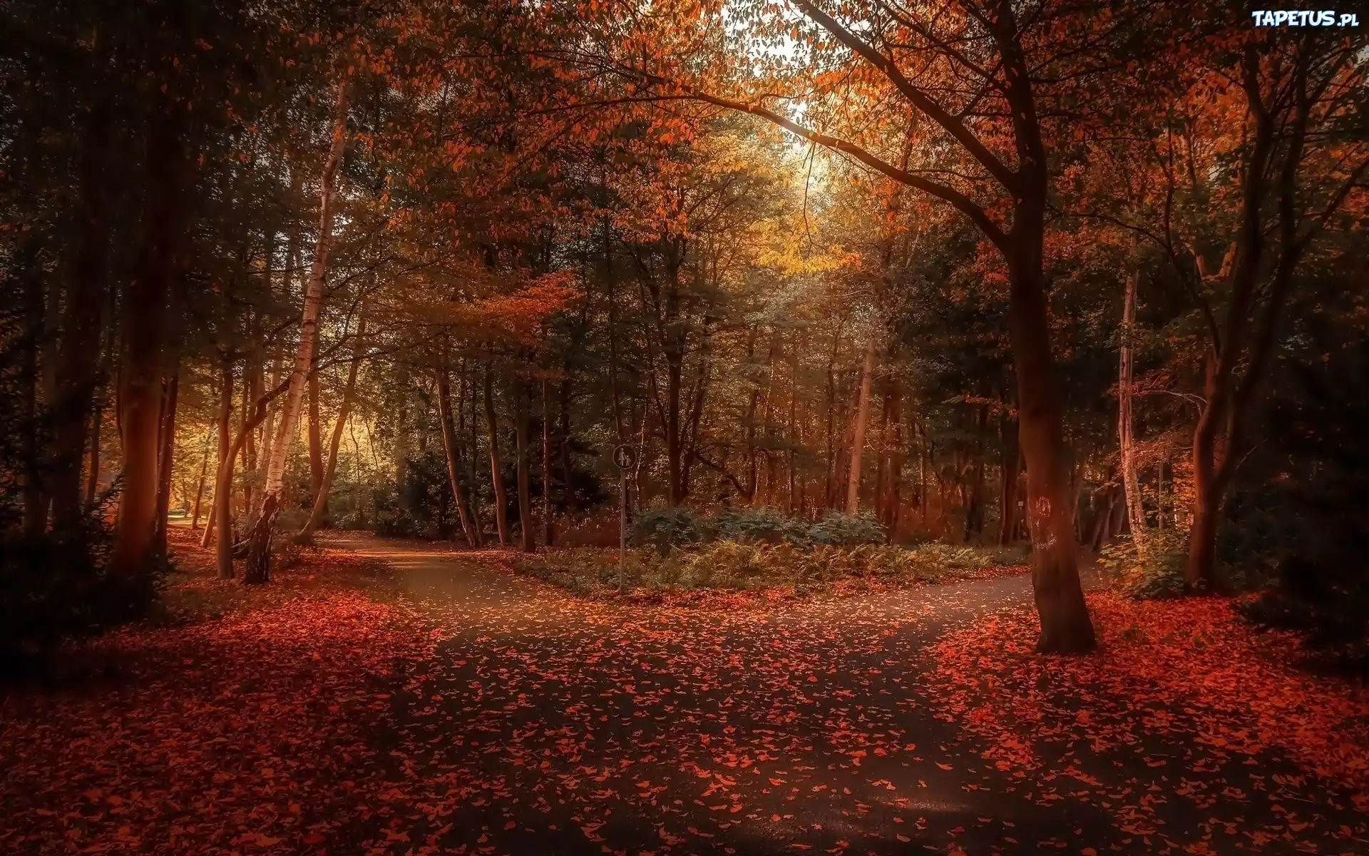 Park, Alejki, Drzewa, Liście, Jesień