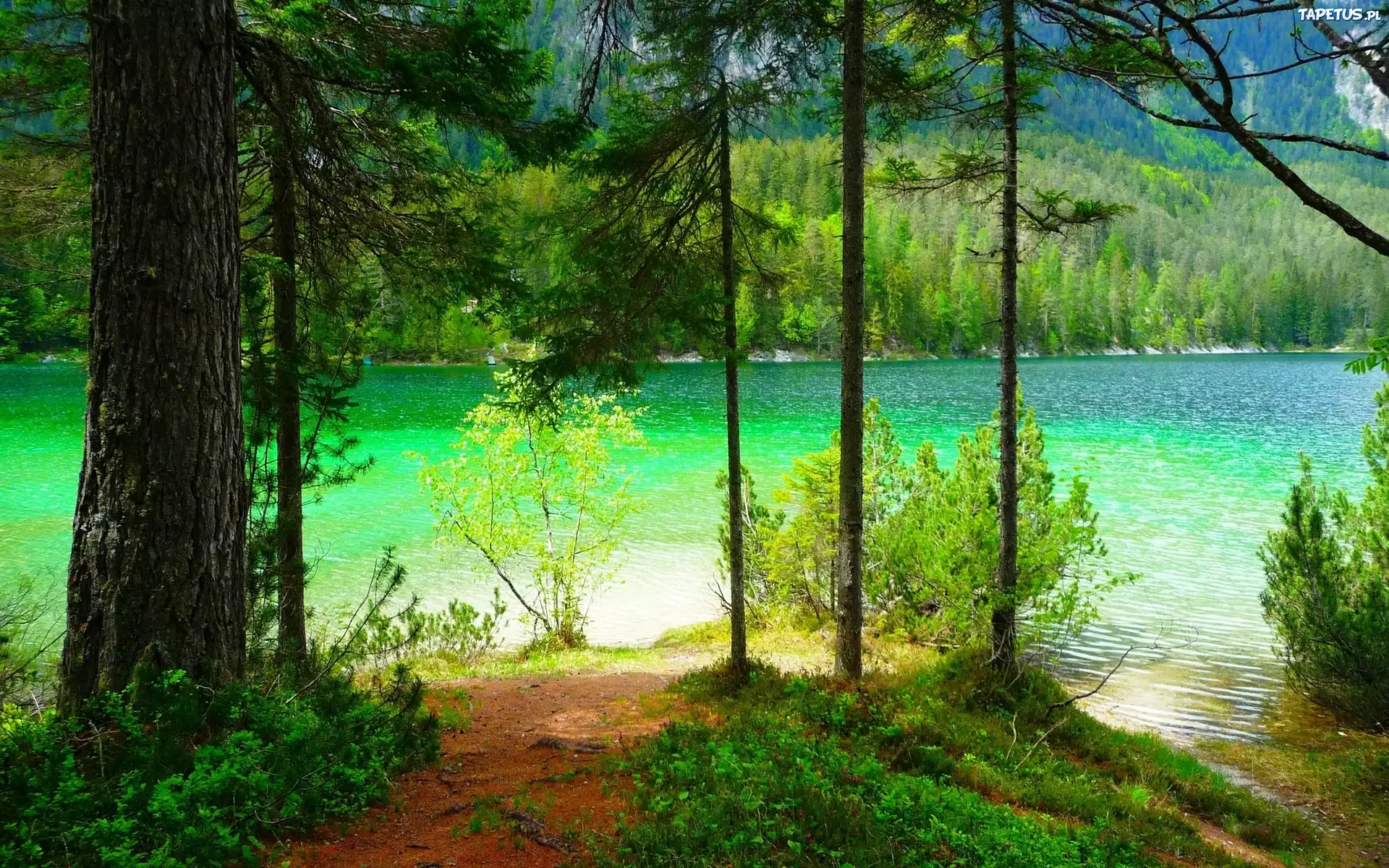Jezioro, Góry, Las