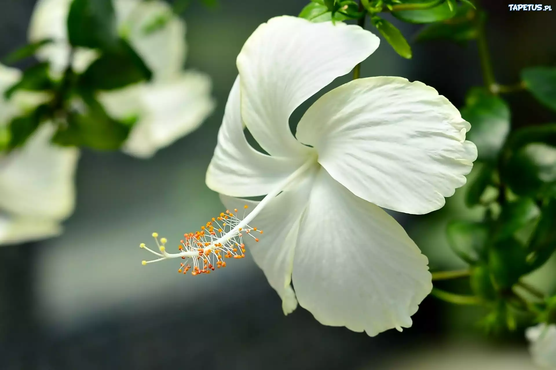 Hibiskus, Biały, Kwiat