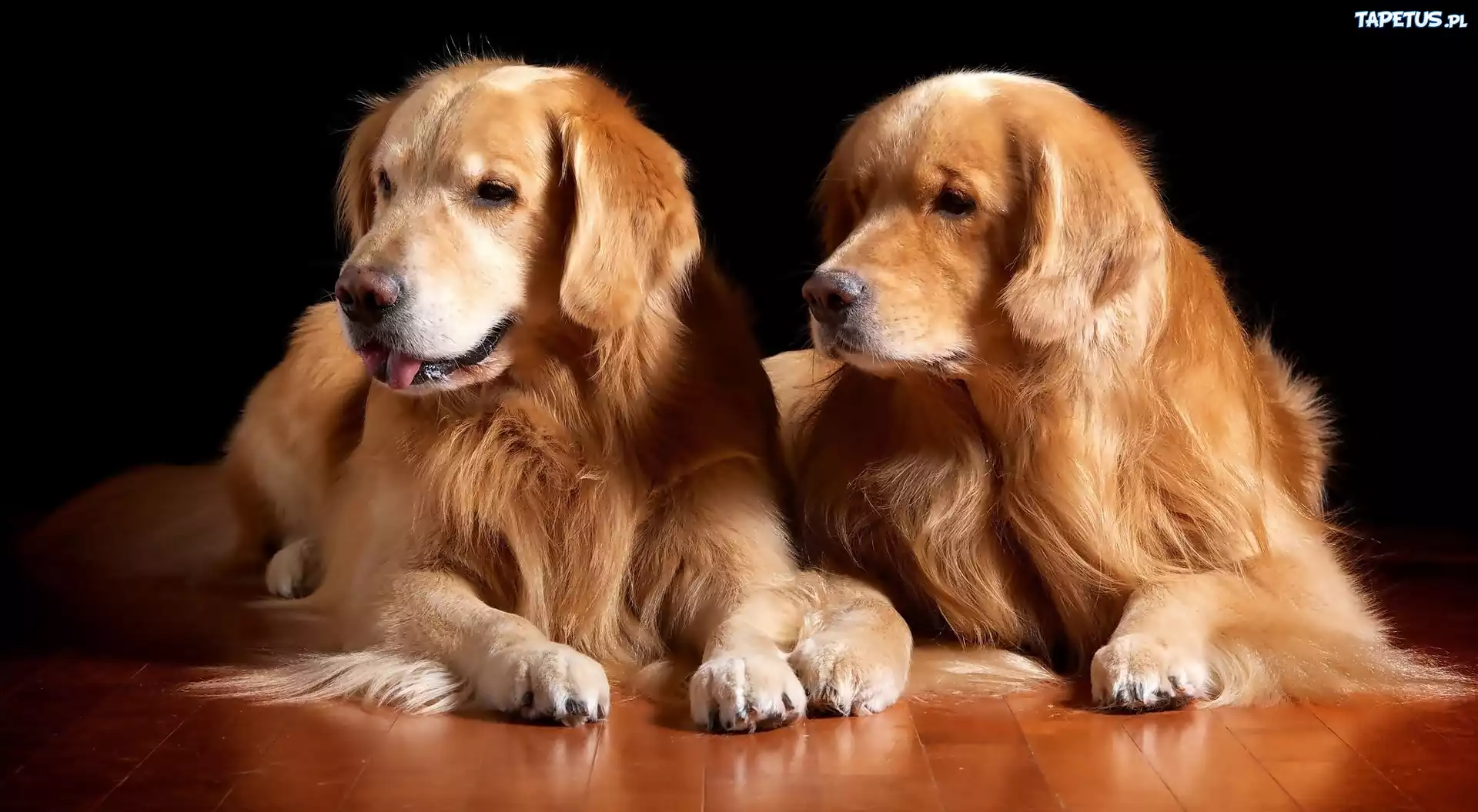 Dwaj, Przyjaciele, Golden, Retriever