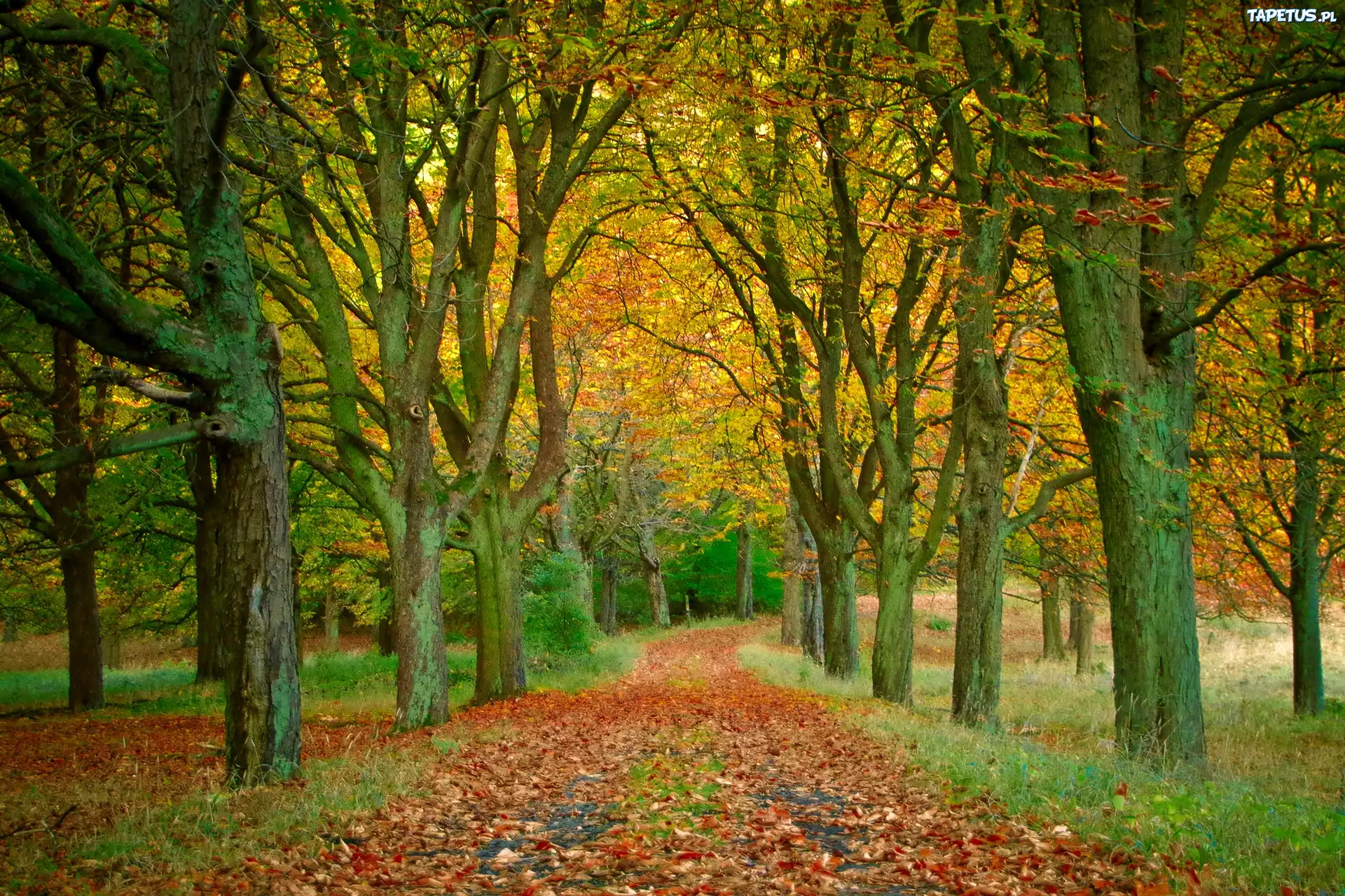 Jesień, Drzewa ,Liście
