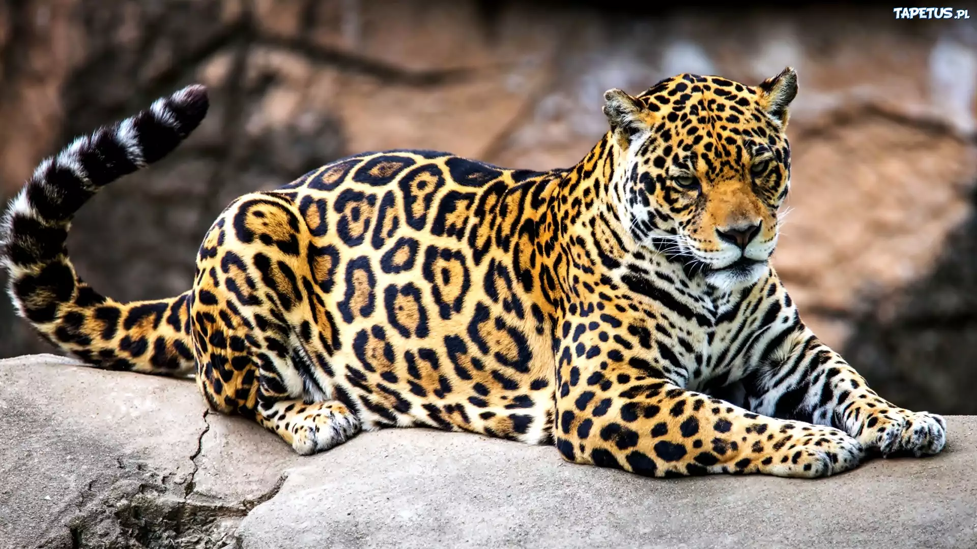 Jaguar, Kamień