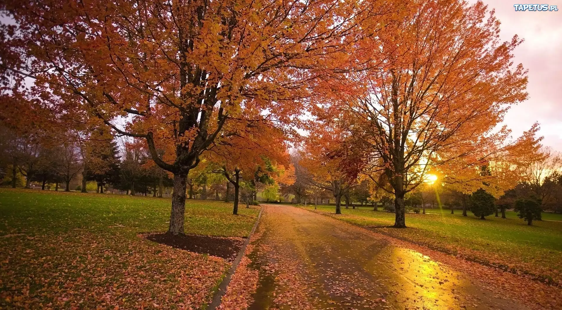 Jesień, Park, Alejka, Słońce, Liście