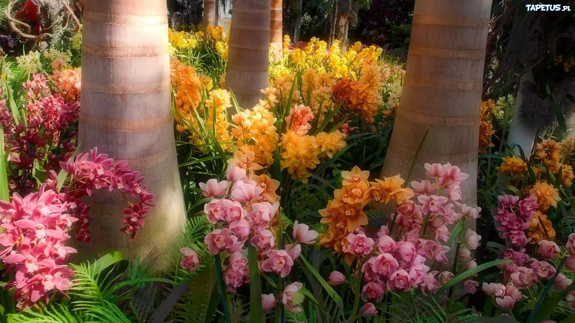 Egzotyczny, Park, Orchidea