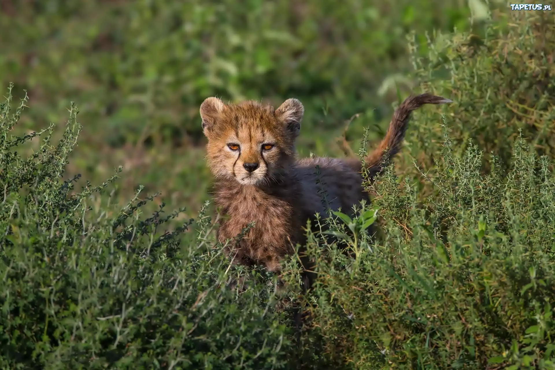 Mały, Gepard, Roślinność