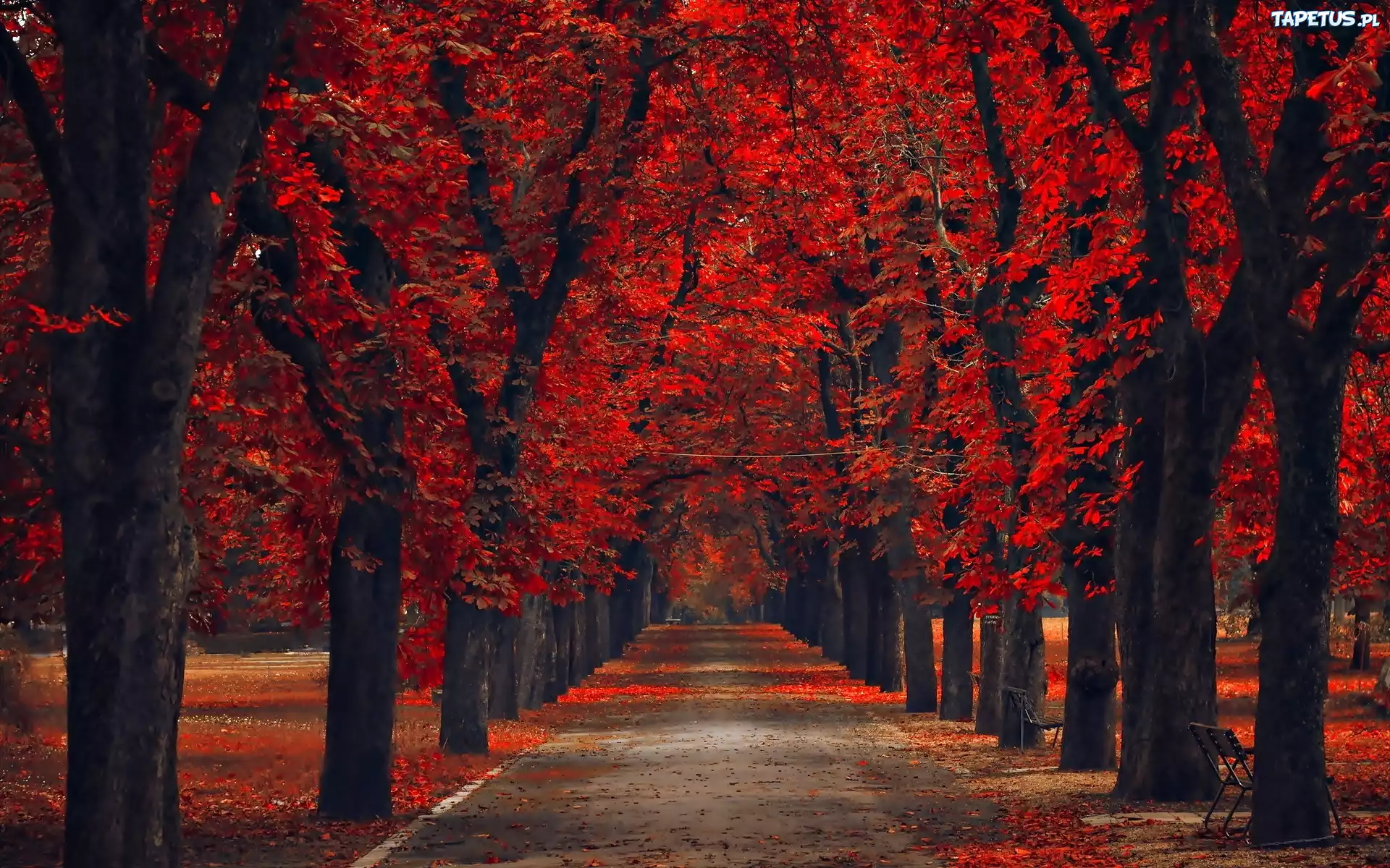 Park, Jesień, Czerwone, Drzewa, Aleja, Liście