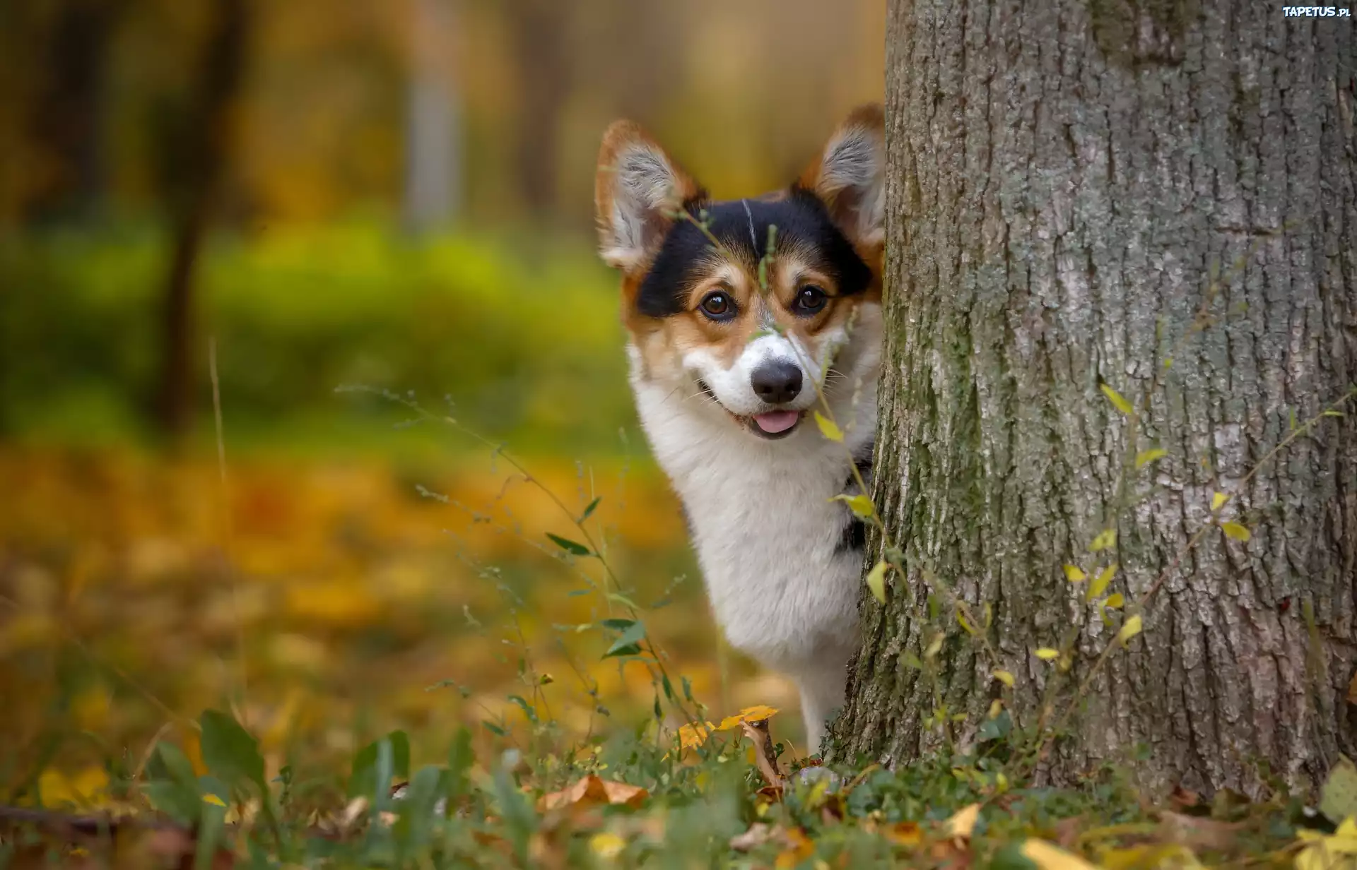 природа животные собака деревья язык без смс