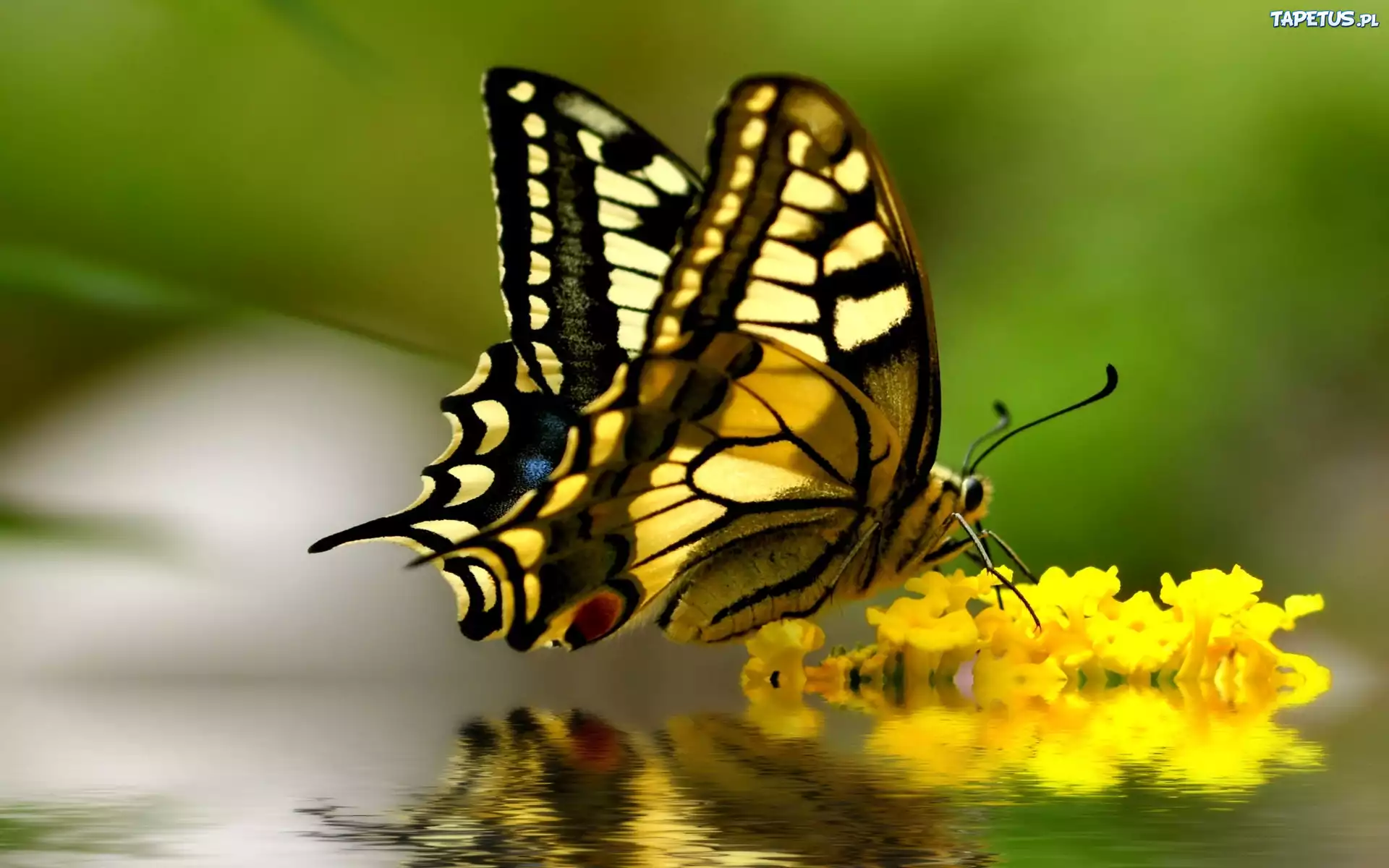 Żółte, Kwiaty, Brązowy, Motyl, Odbicie