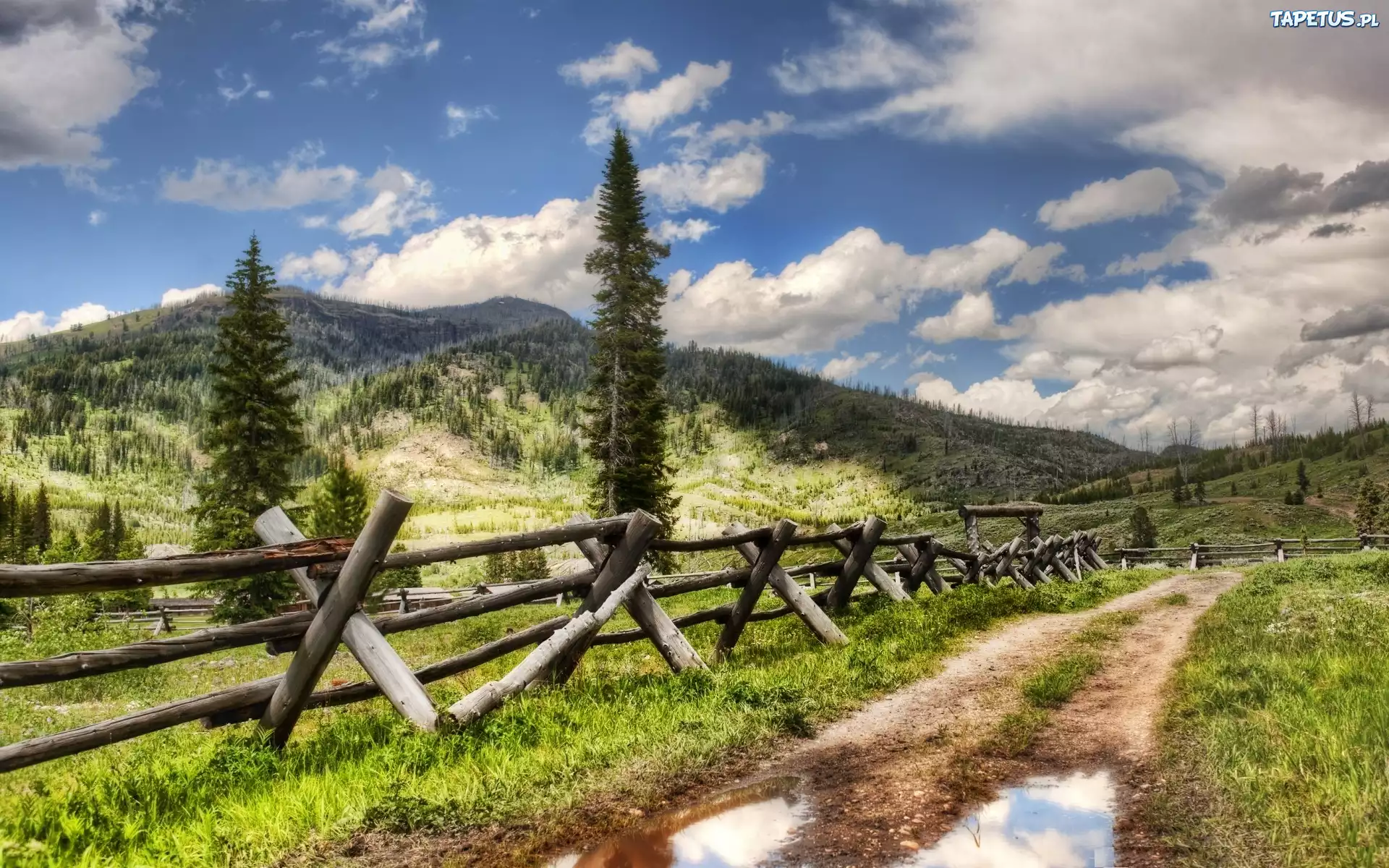Park, Yellowstone, Droga, Wzgórze, Las