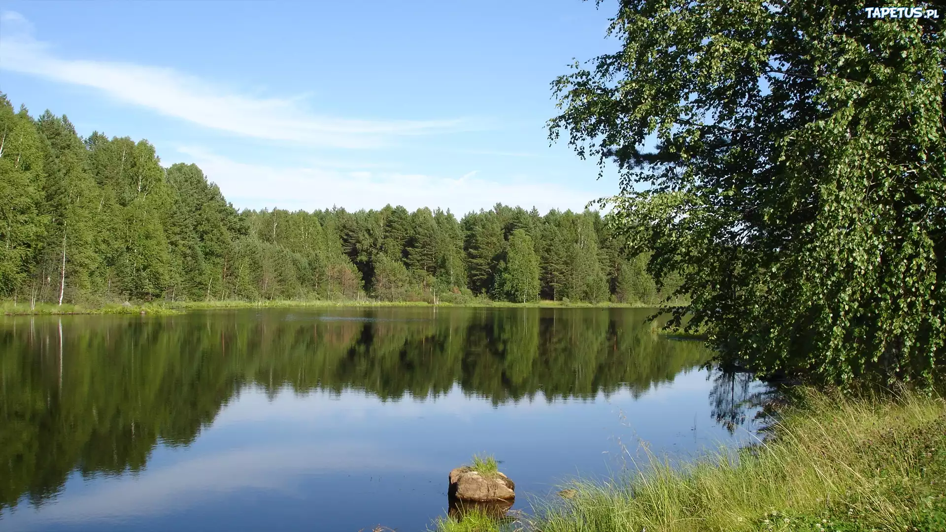 Brzeg,Woda,Trawa,Liść