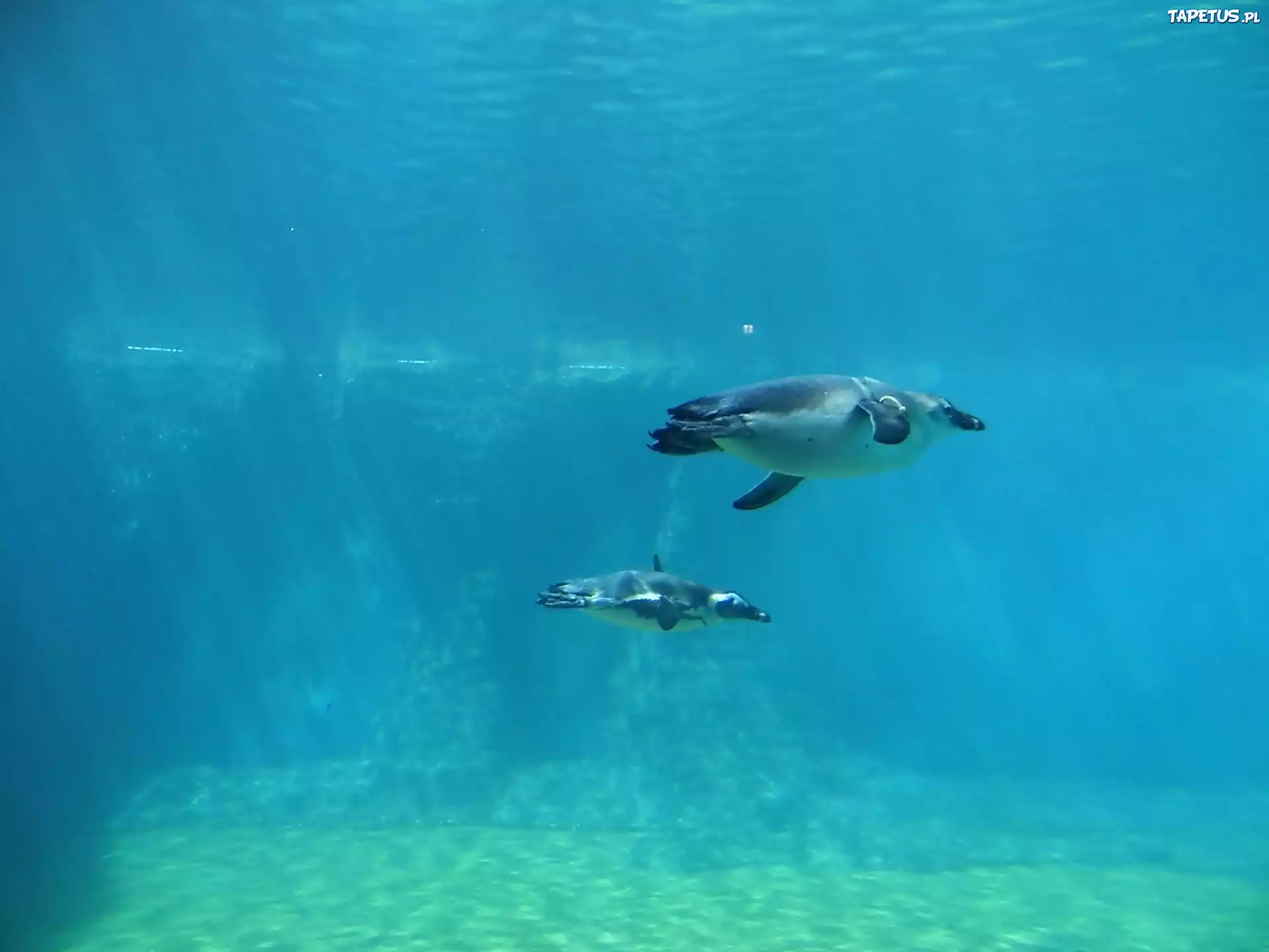 Dwa, Pingwiny, Pływające, Woda, Zoo