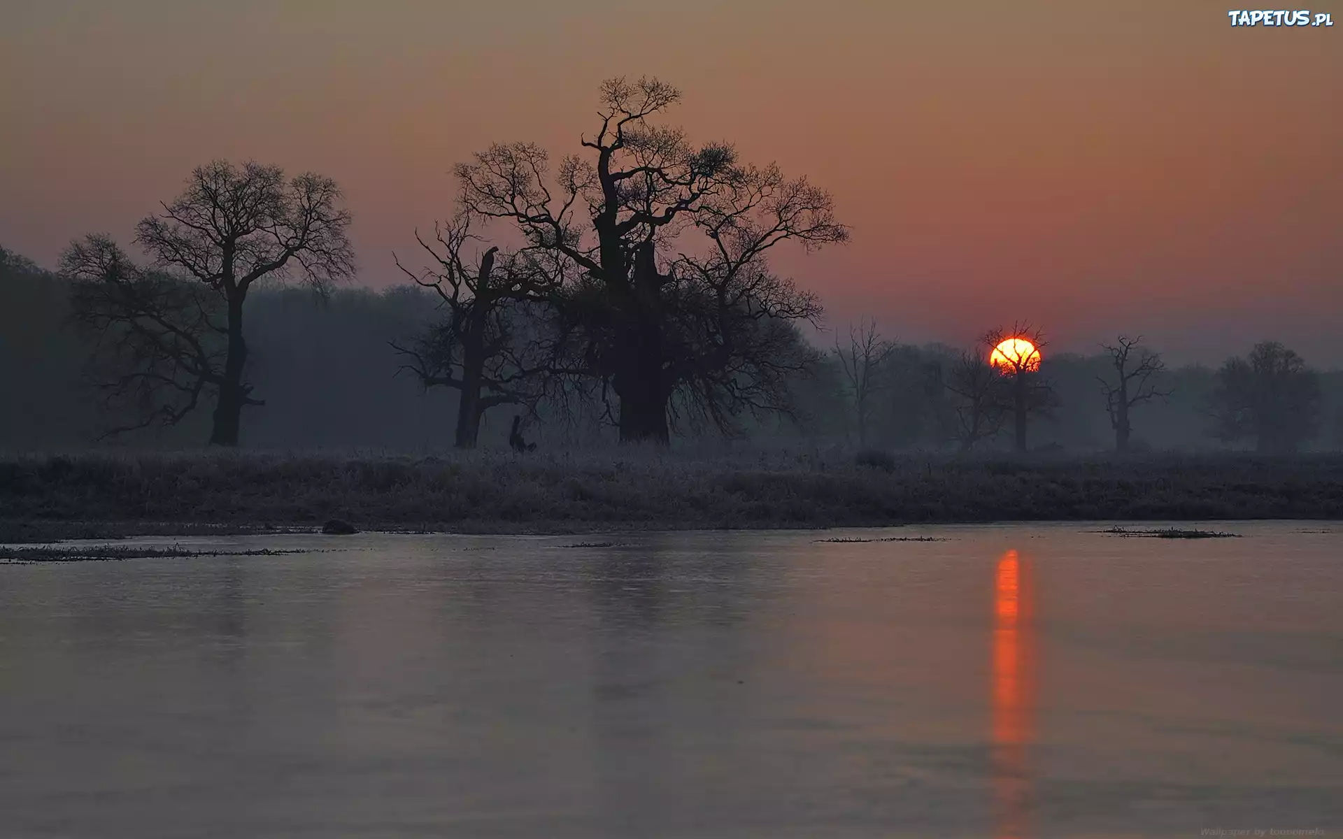 Wschód słońca, Rogalin, Jezioro, Mgła