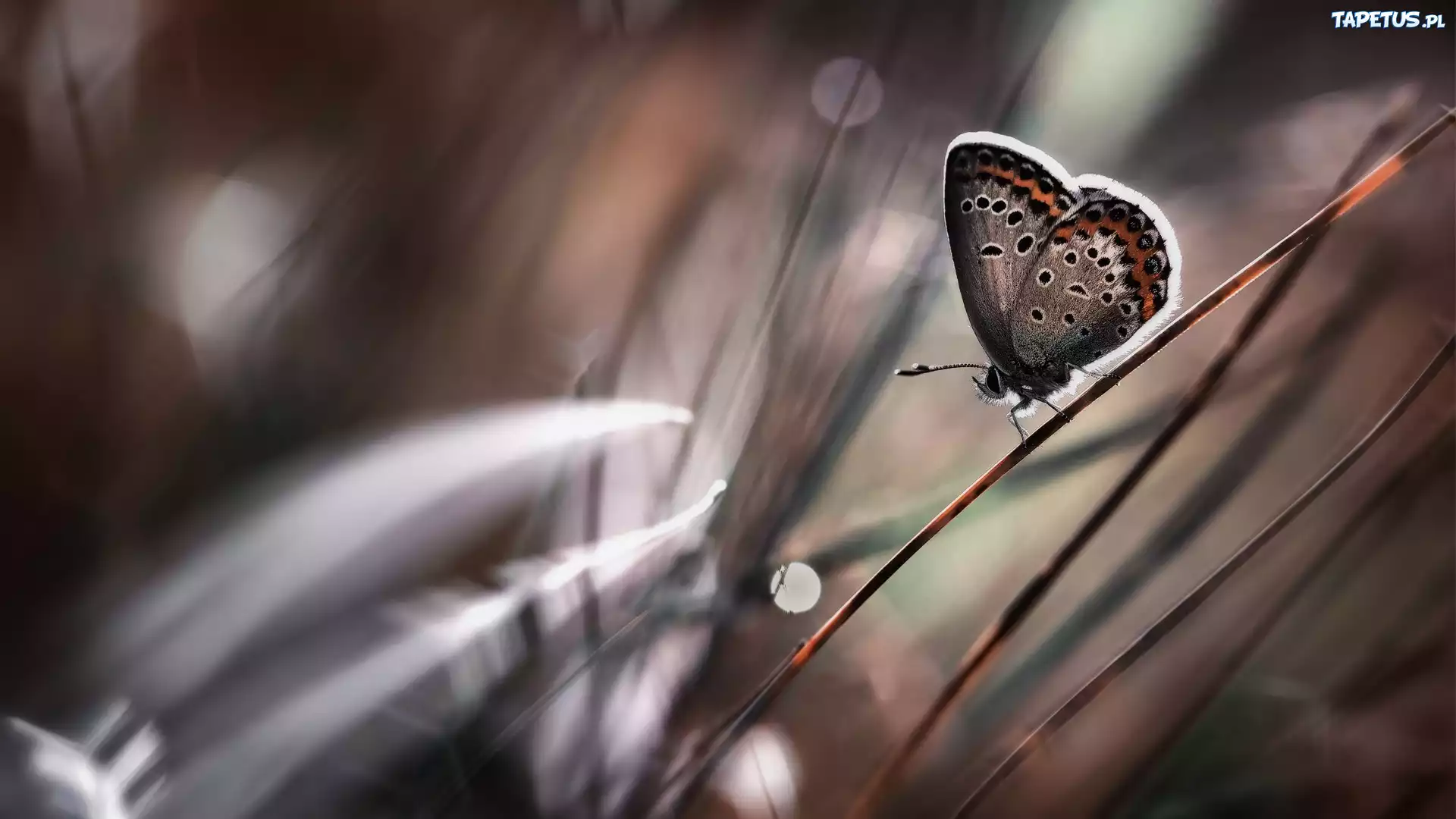 Motyl, Trawa, Makro