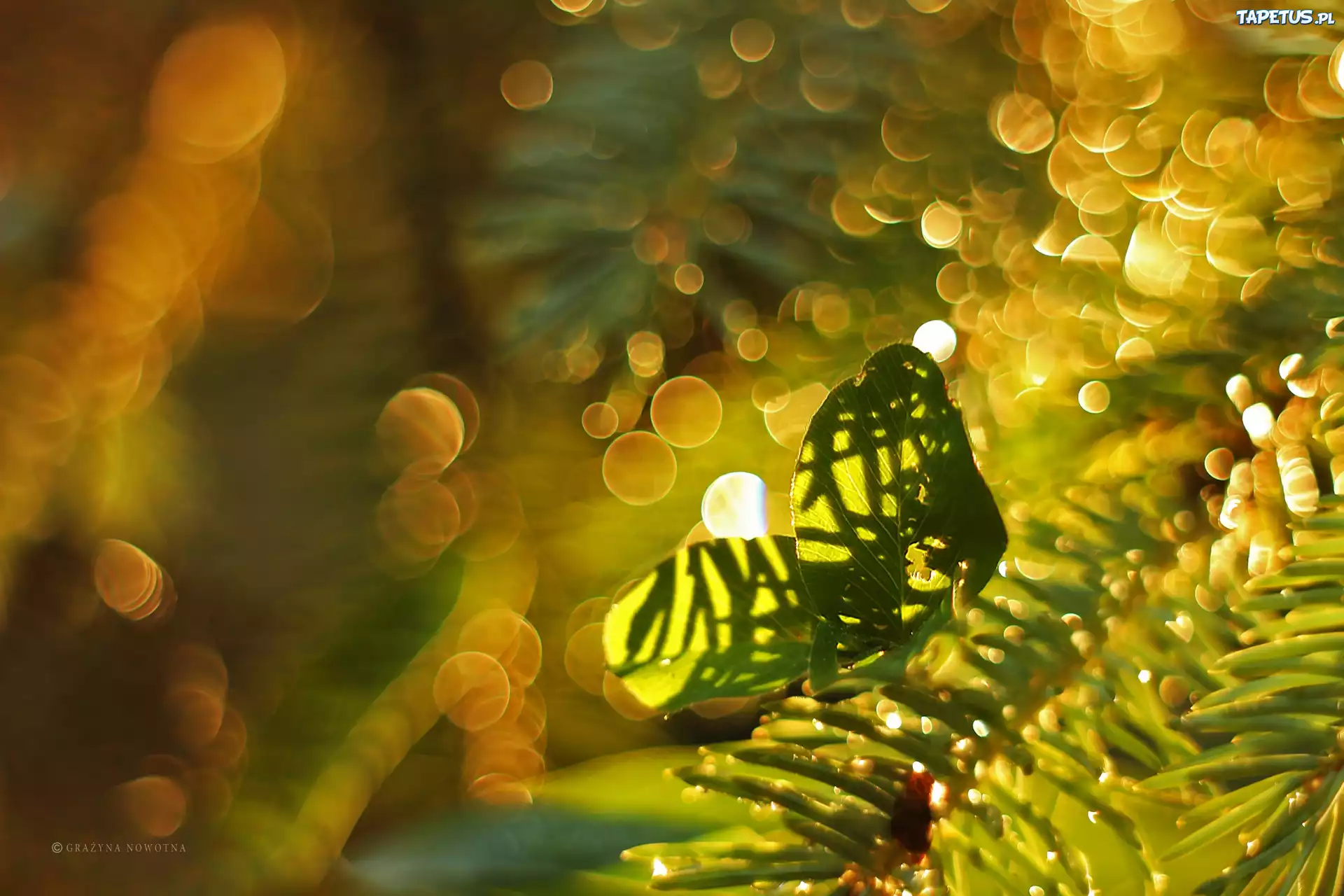 Liście, Gałązki, Bokeh