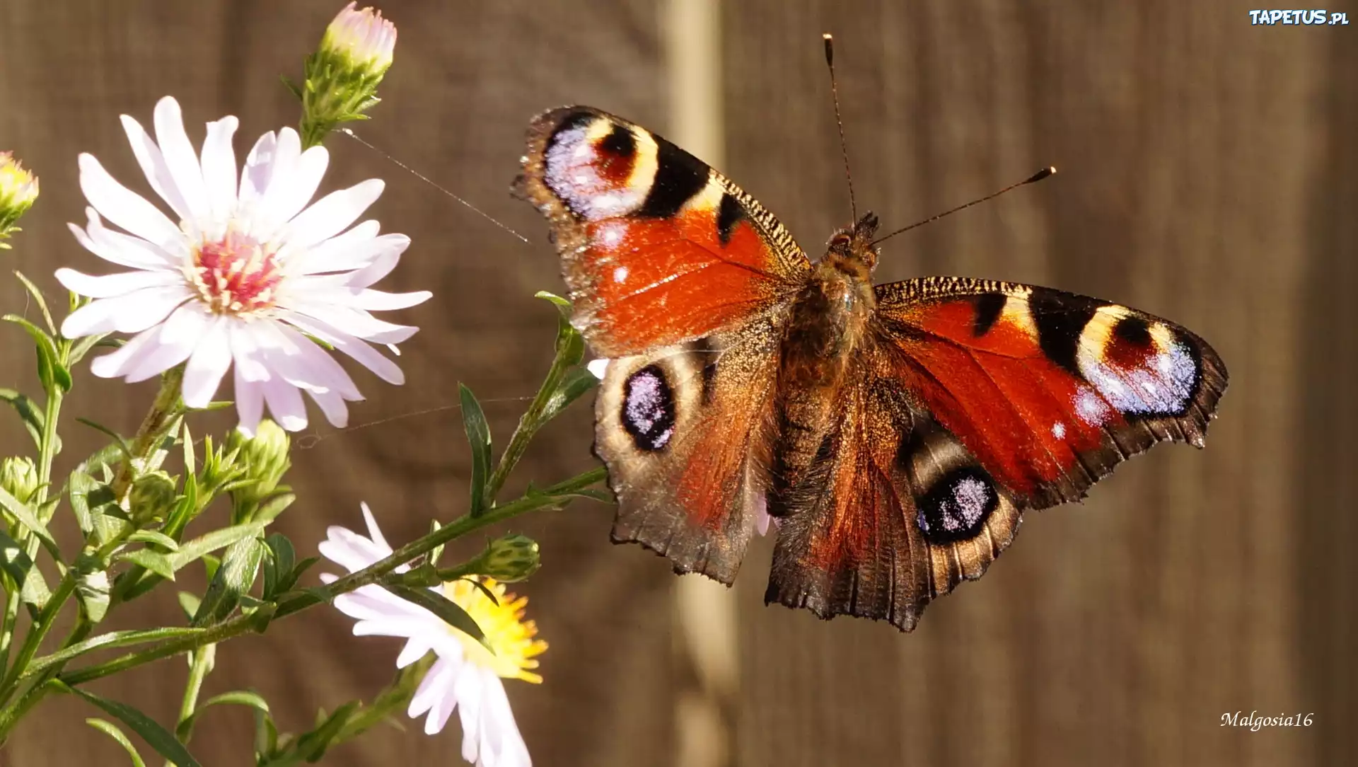 Kwiaty, Astry, Kolorowy, Motyl