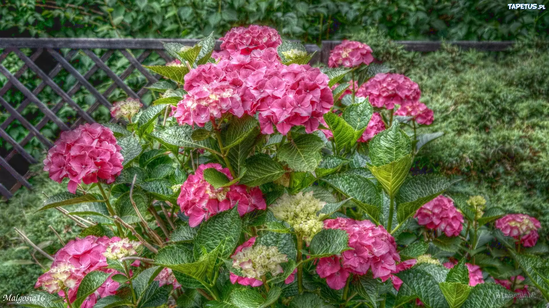 Różowa, Hortensja, HDR
