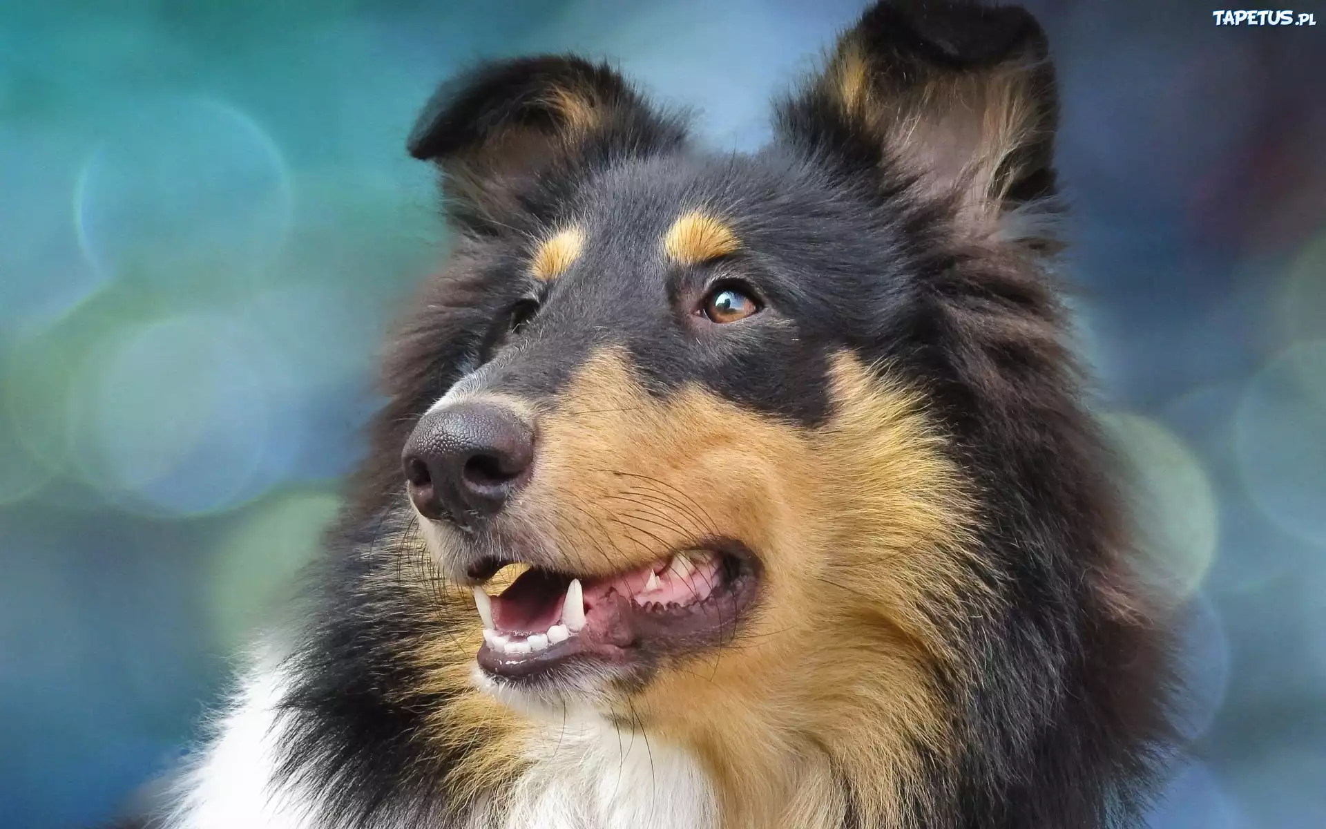 Owczarek Szkocki Długowłosy, Collie, Głowa