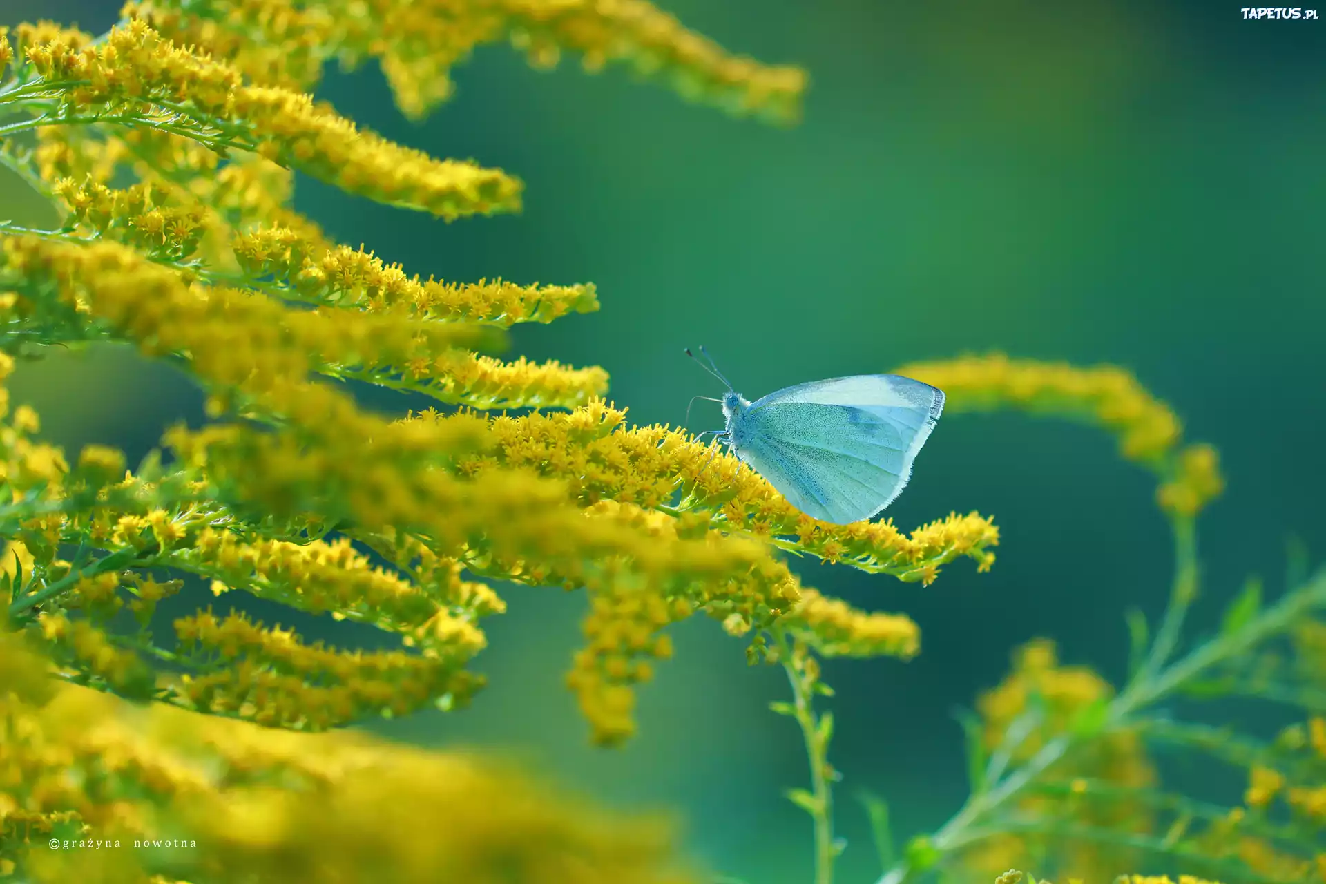 Nawłoć, Żółte, Kwiaty, Motyl, Bielinek