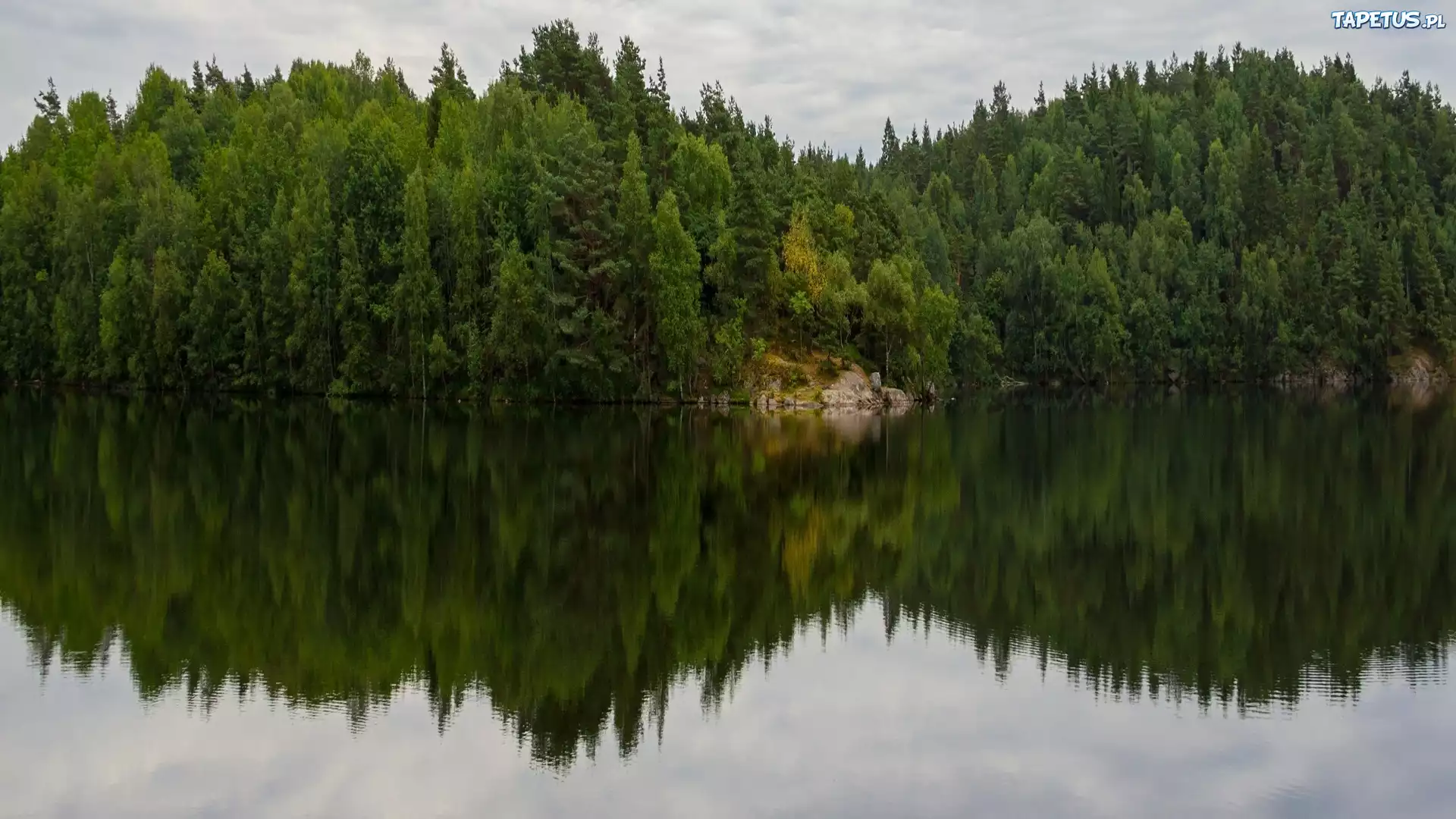 Jezioro, Las