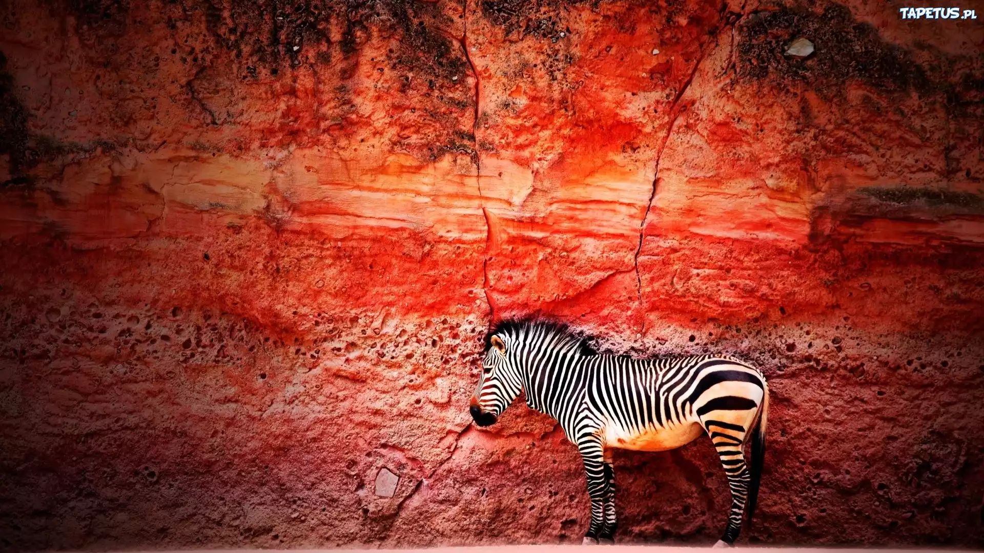 Zebra, Skała