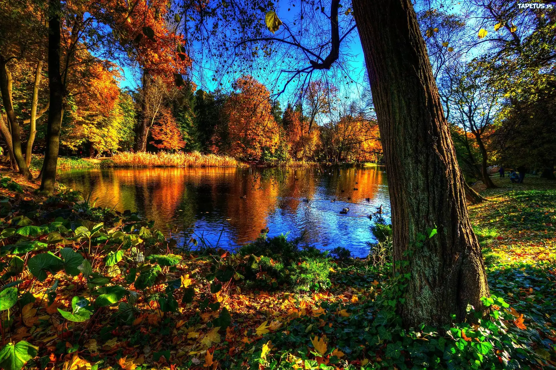 Park, Jezioro, Jesień, Kaczki