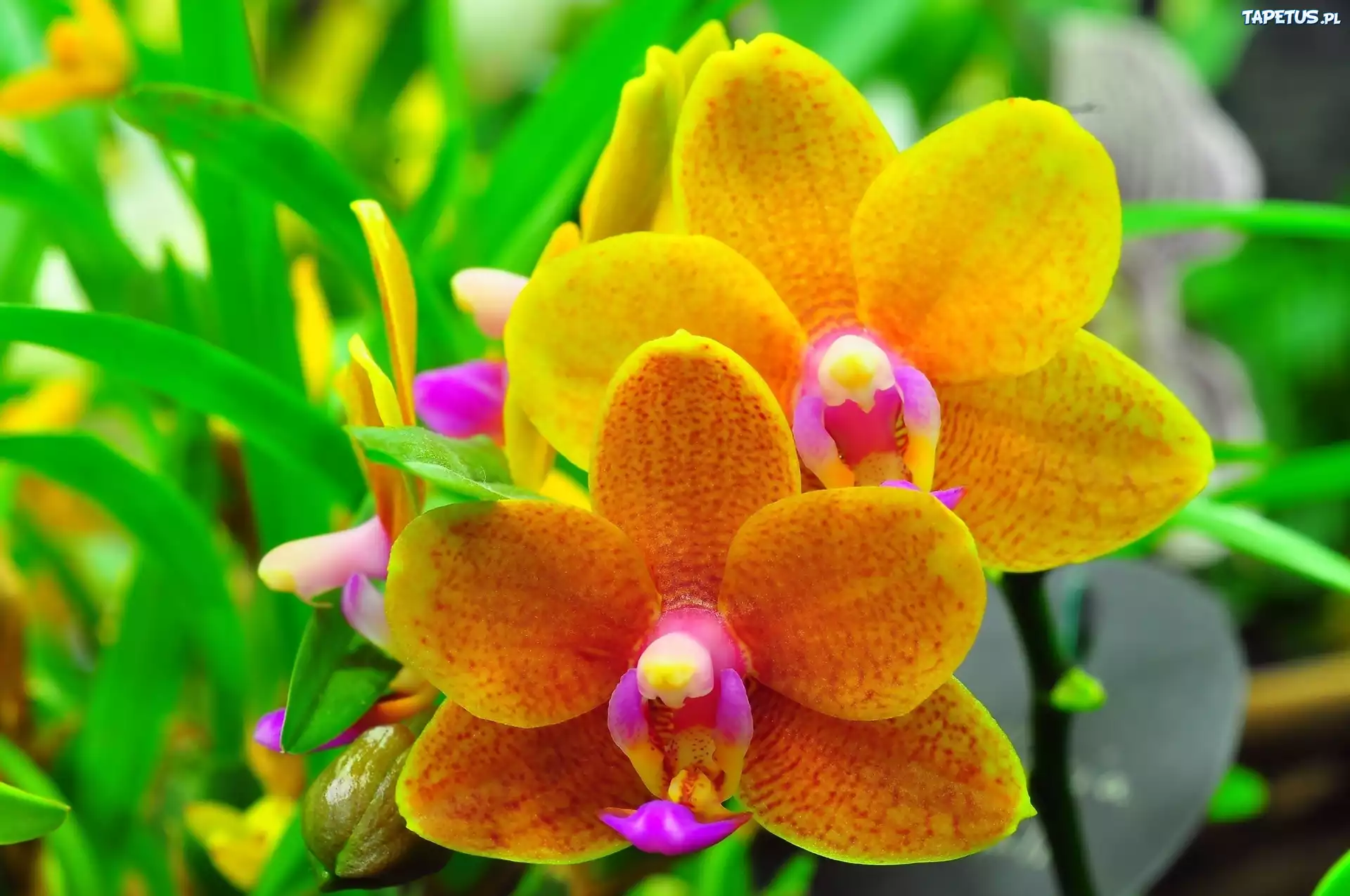 Żółte, Kwiaty, Orchidea