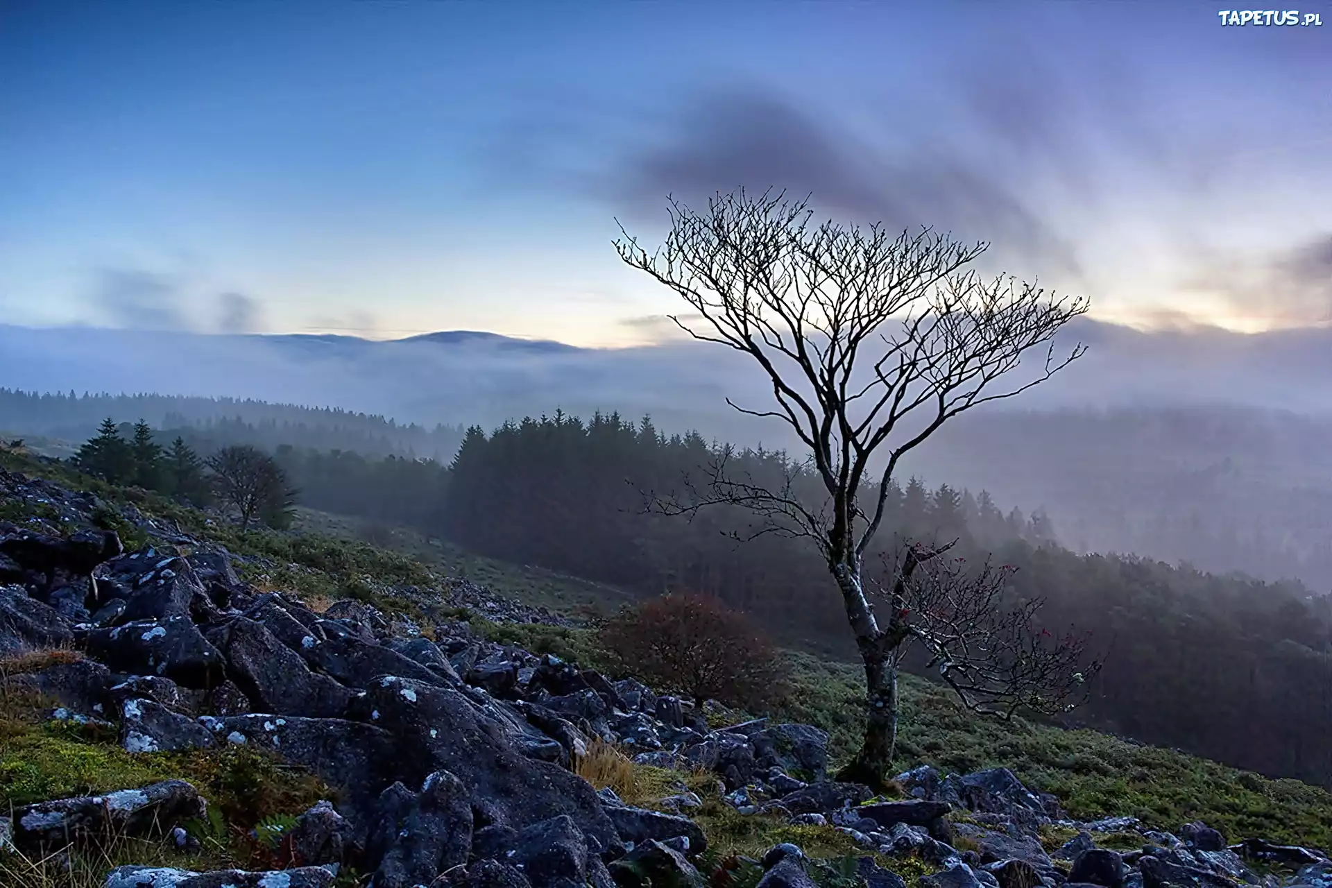 Kornwalia, Park, Narodowy, Dartmoor, Drzewo