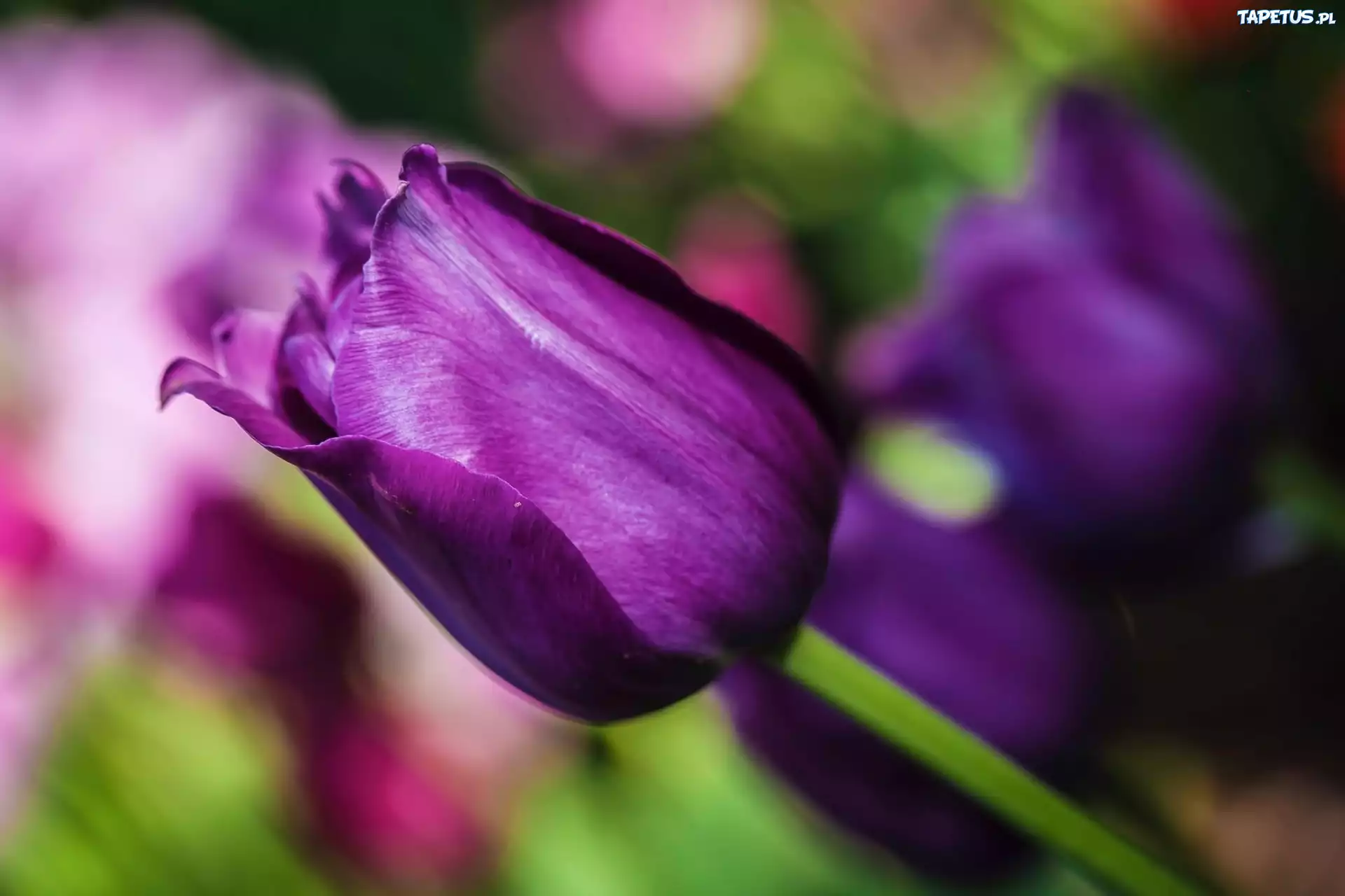 Fioletowy, Tulipan