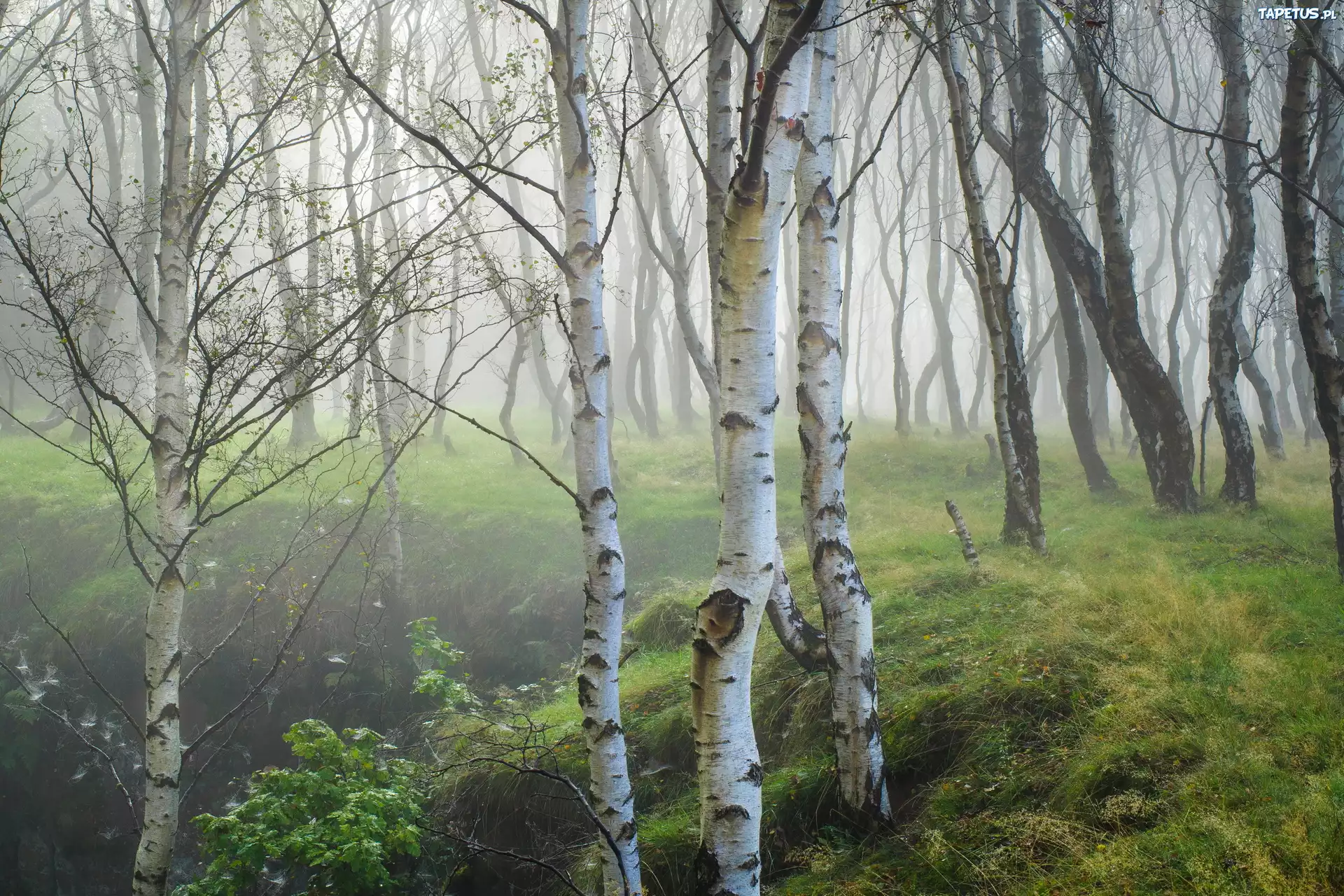 Brzozowy, Las, Mgła