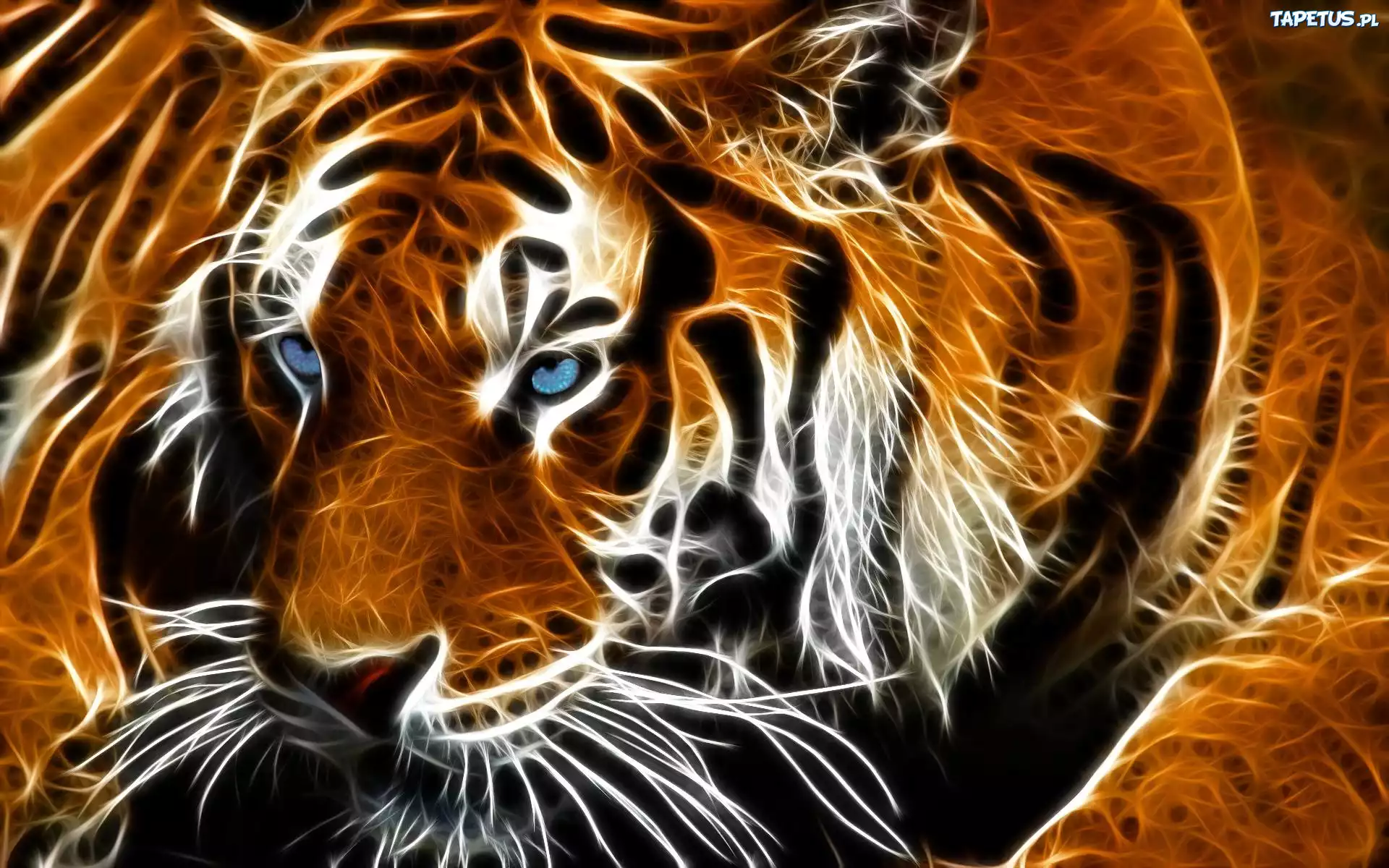 Tygrys, Fractalius