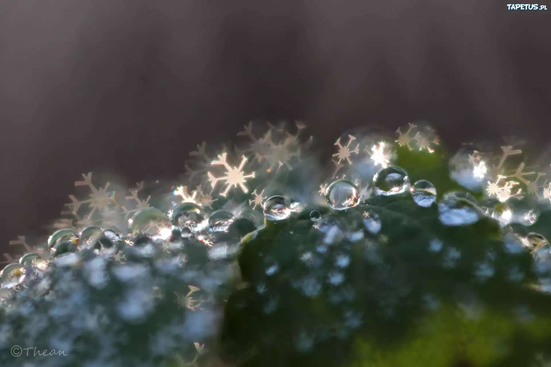 Liść, Krople, Bokeh