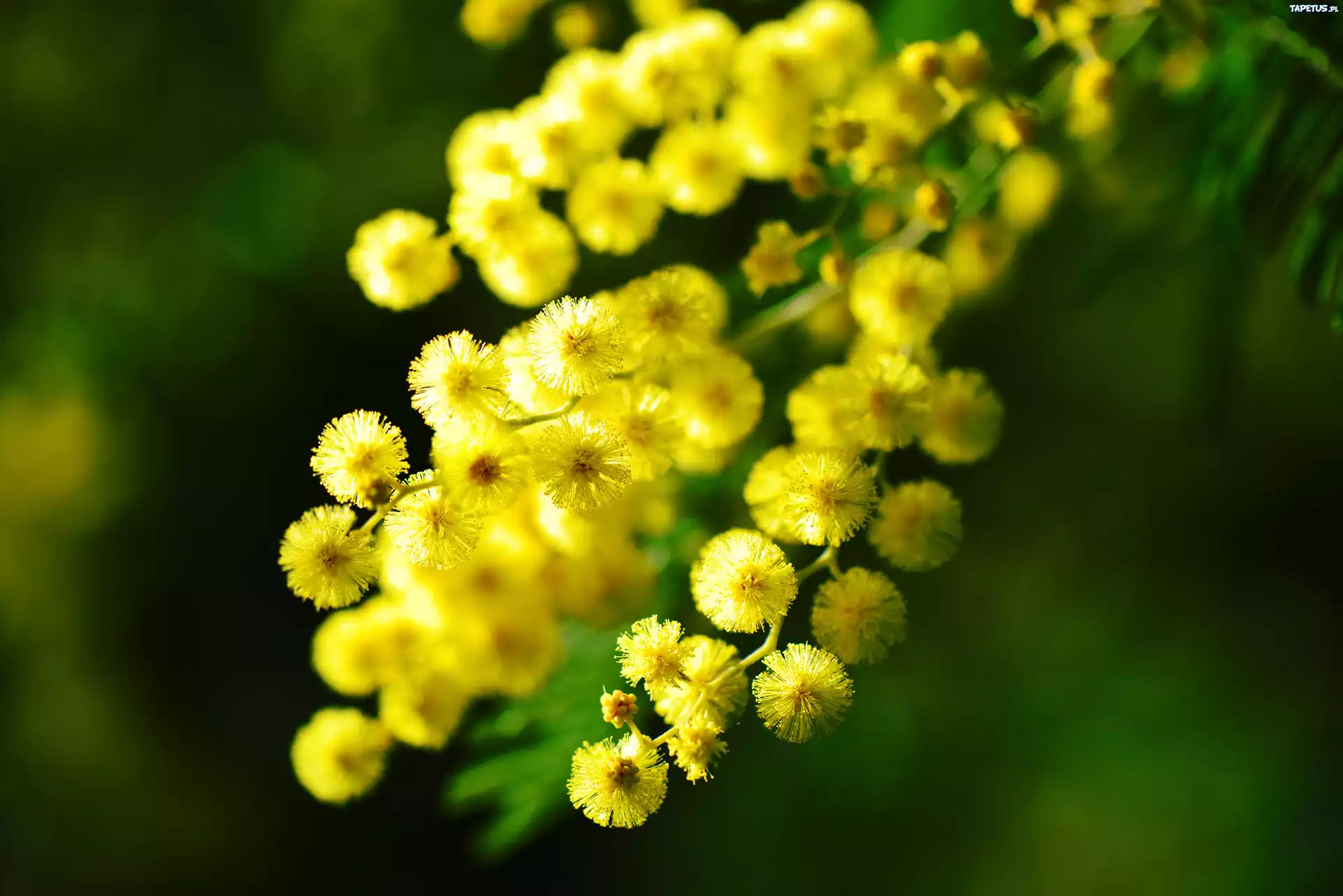 Mimoza