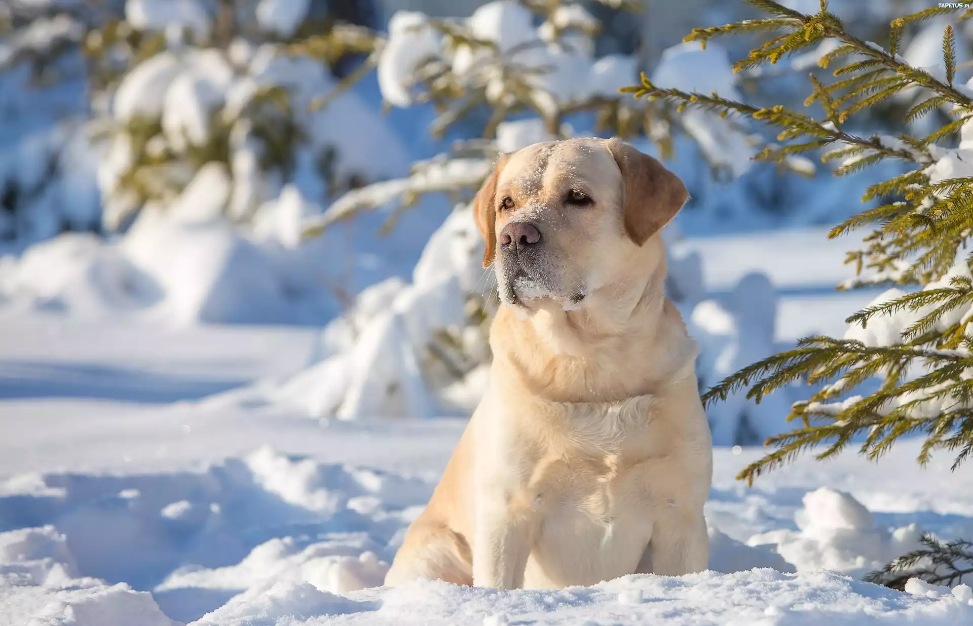 Golden Retriever, Drzewa, Las, Zima