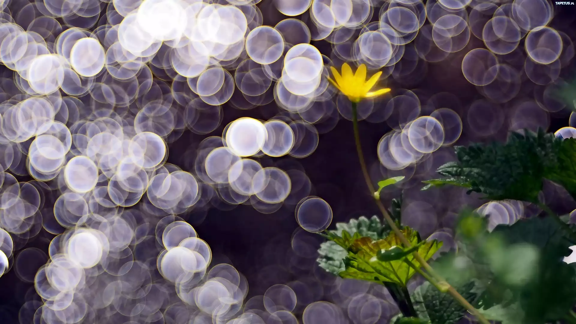 Żółty, Kwiatek, Liście, Światło, Bokeh