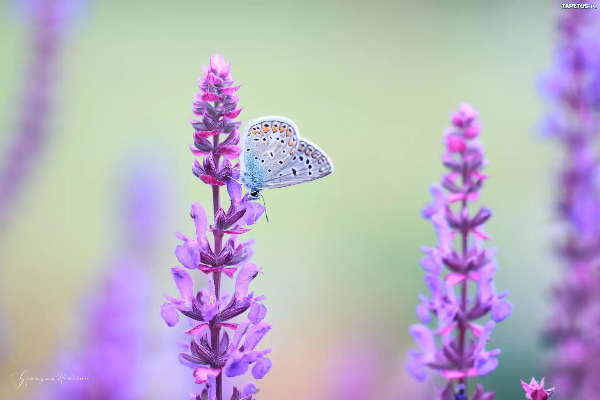 Modraszek, Motyl, Kwiaty