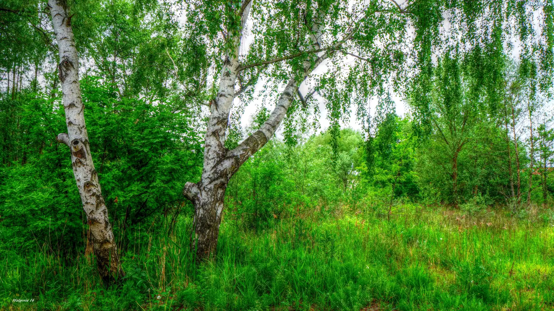 Las, Drzewa, Brzoza, Zieleń, HDR