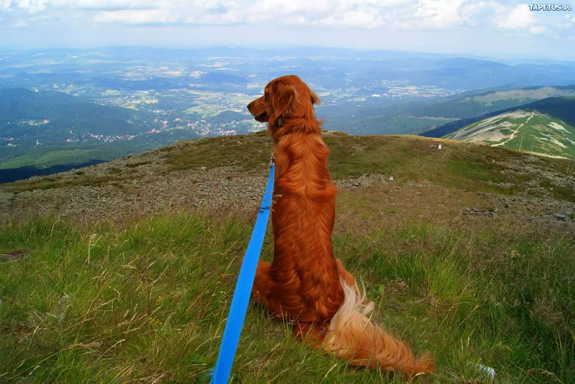 Krajobraz, Golden Retriever