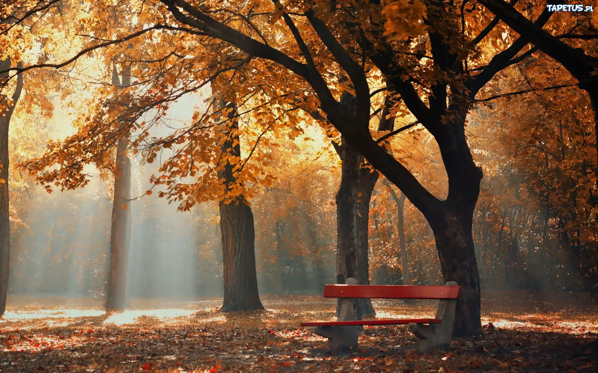 Jesień, Park, Ławka, Mgła