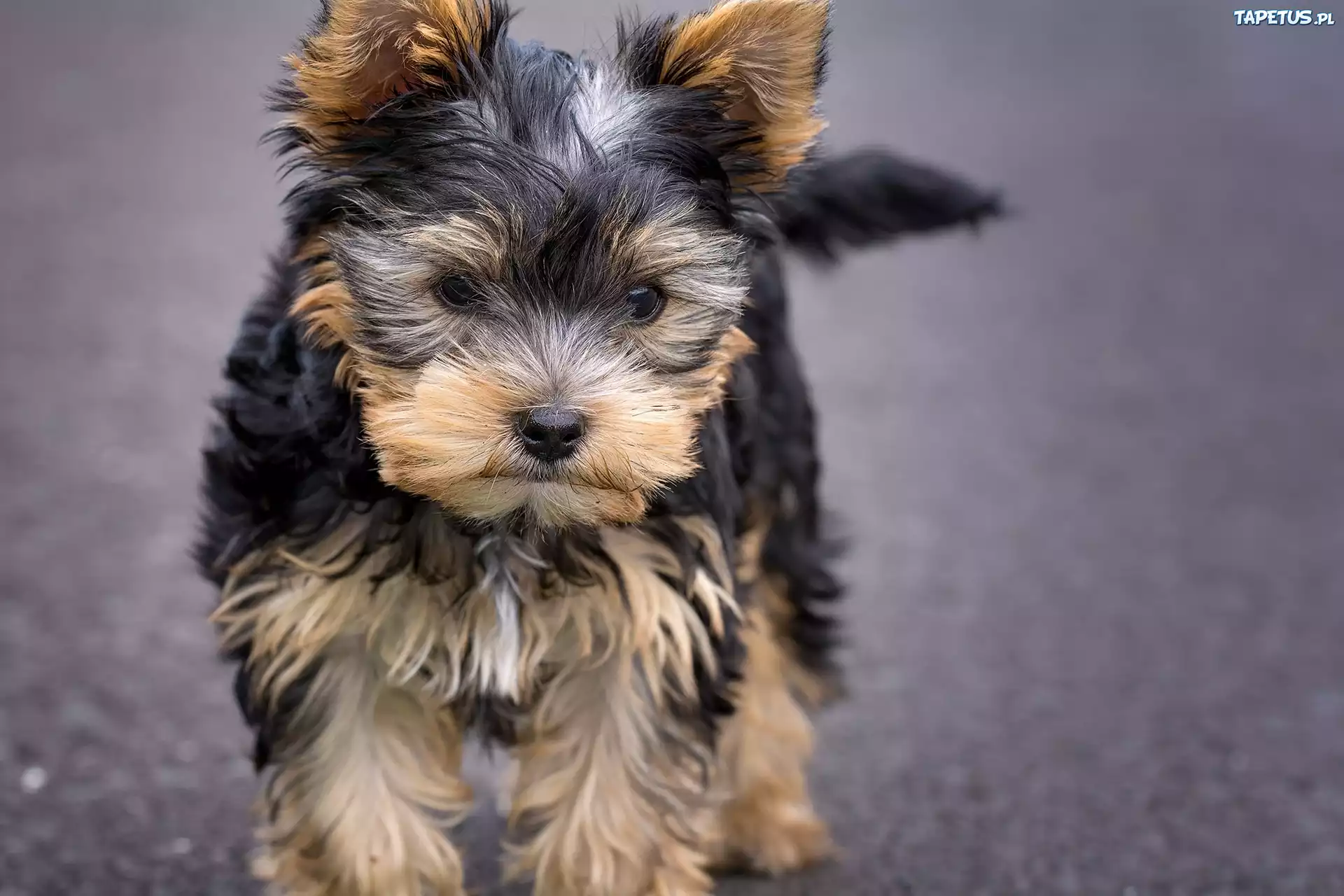 Pies, Yorkshire Terrier