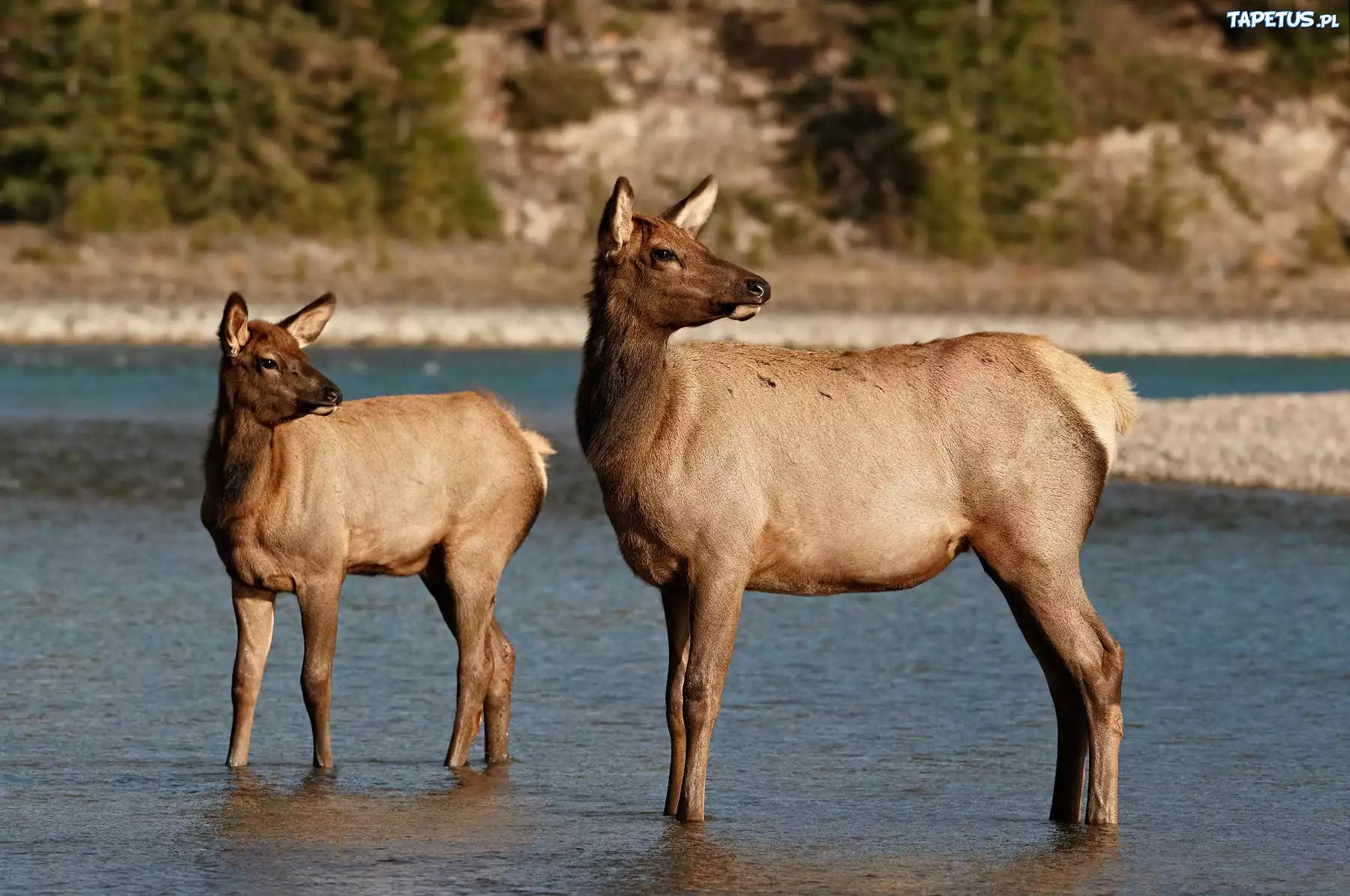 Rzeka, Wapiti