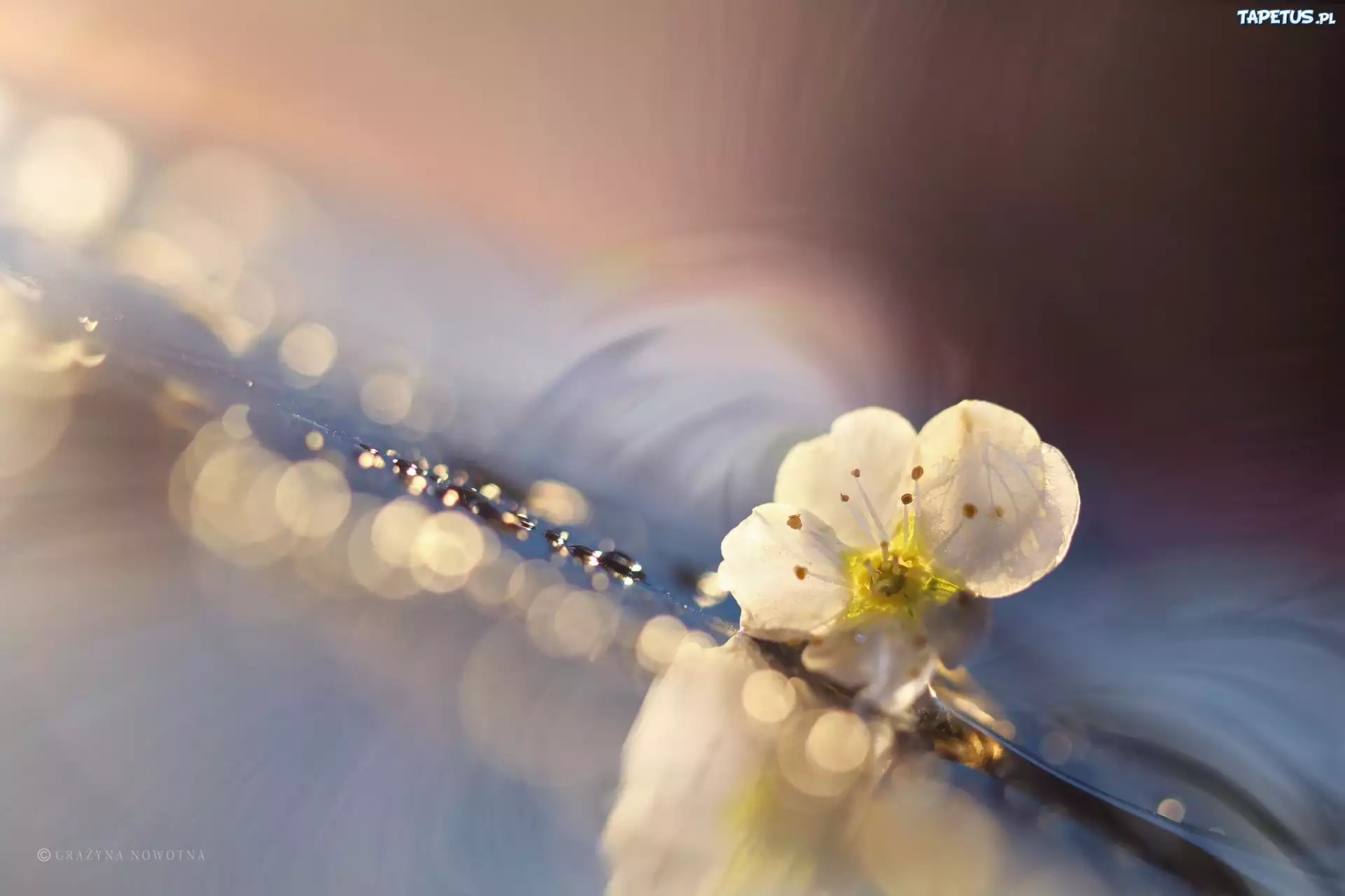 Biały, Kwiat, Bokeh, Makro